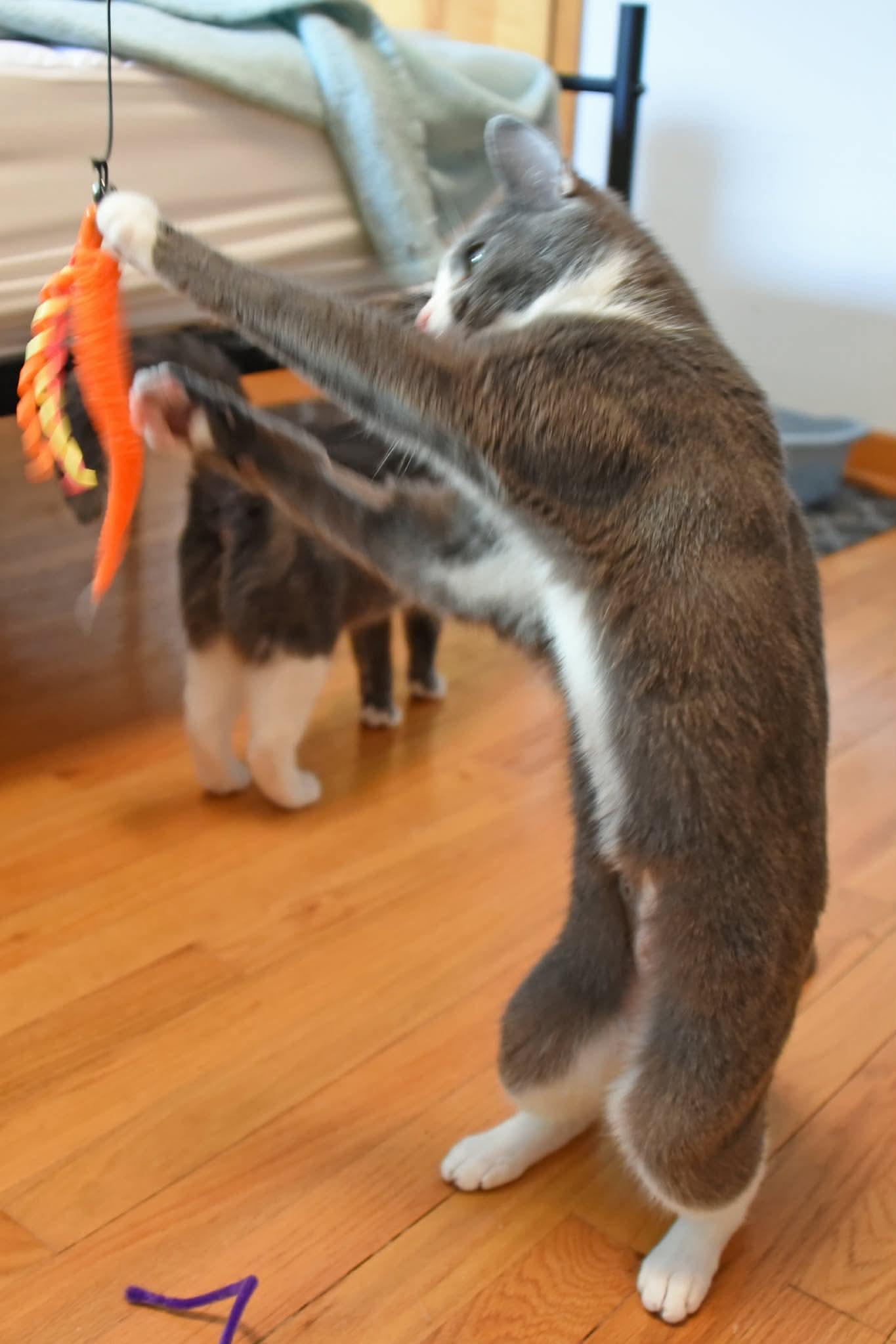 Opal and Agate, a ADOPTABLE American Shorthair in Johnstown, NY image 4/6