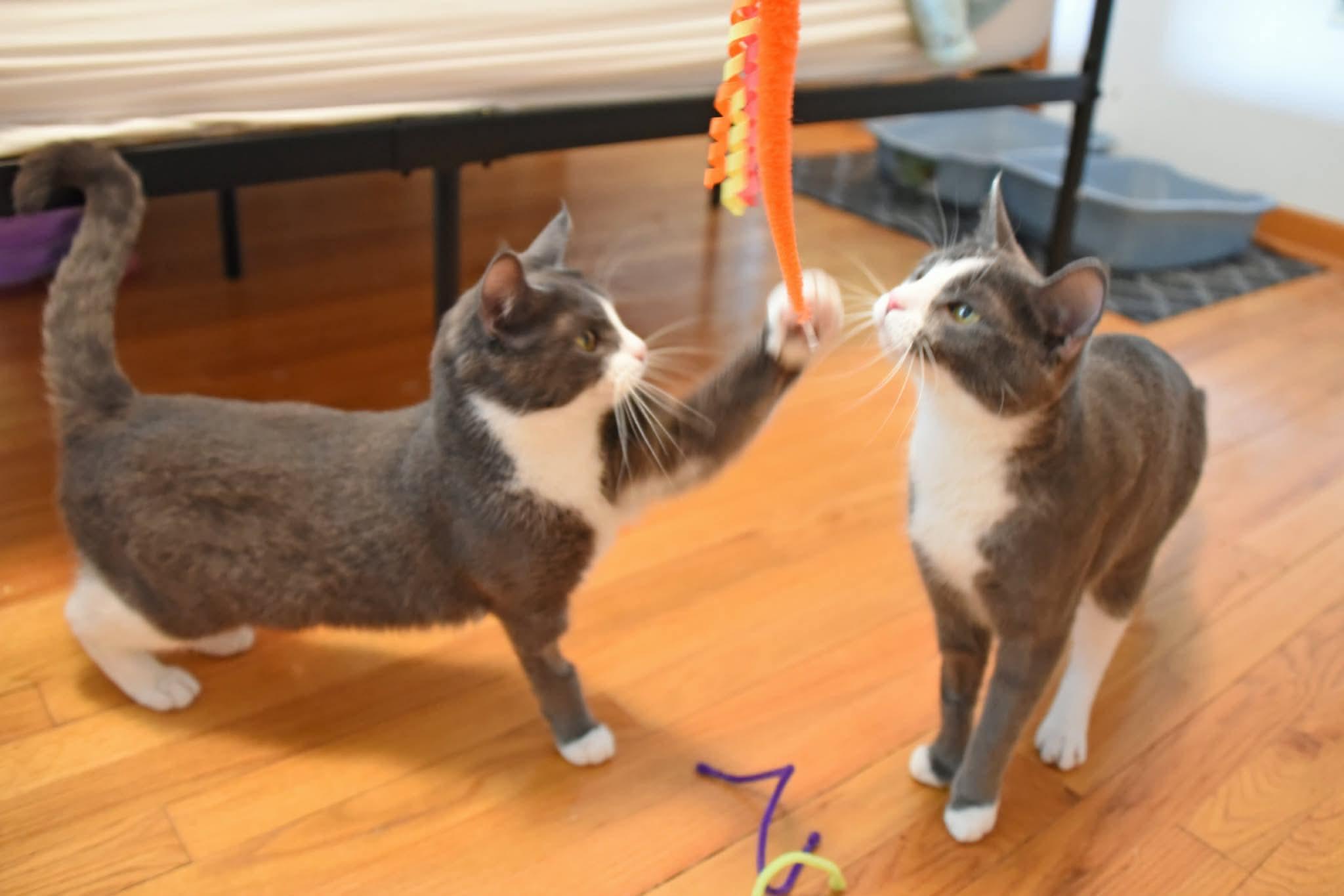 Opal and Agate, ADOPTABLE, Young Female American Shorthair.