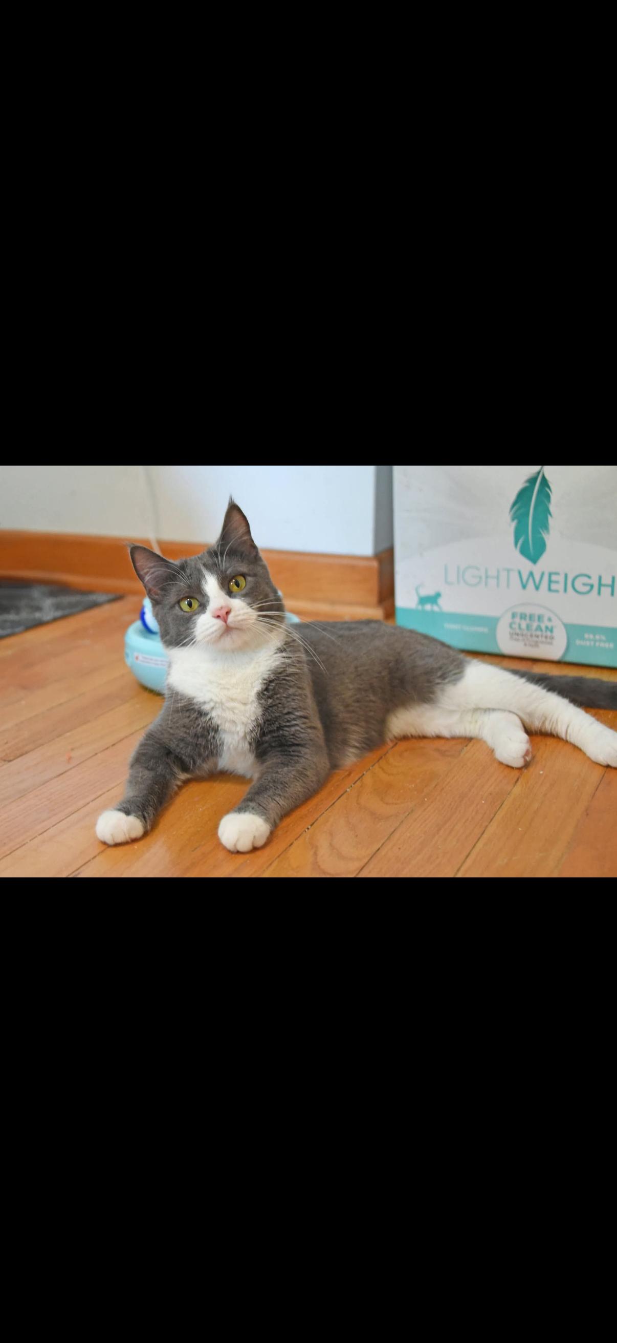Opal and Agate, a ADOPTABLE American Shorthair in Johnstown, NY image 2/6