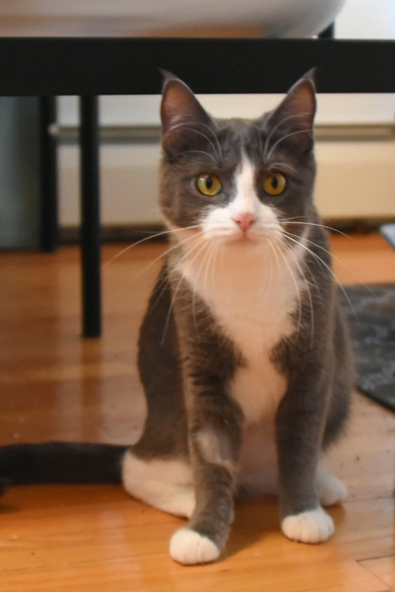 Opal and Agate, a ADOPTABLE American Shorthair in Johnstown, NY image 5/6