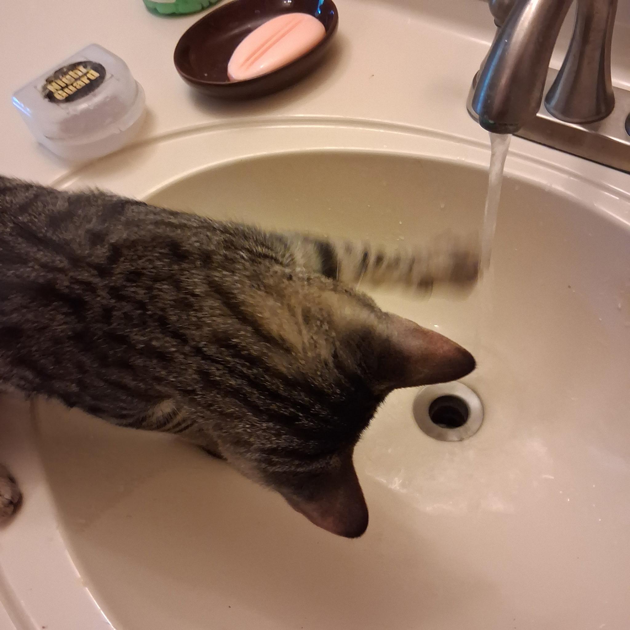 Nils, a ADOPTABLE Domestic Short Hair in Warminster, PA image 3/6