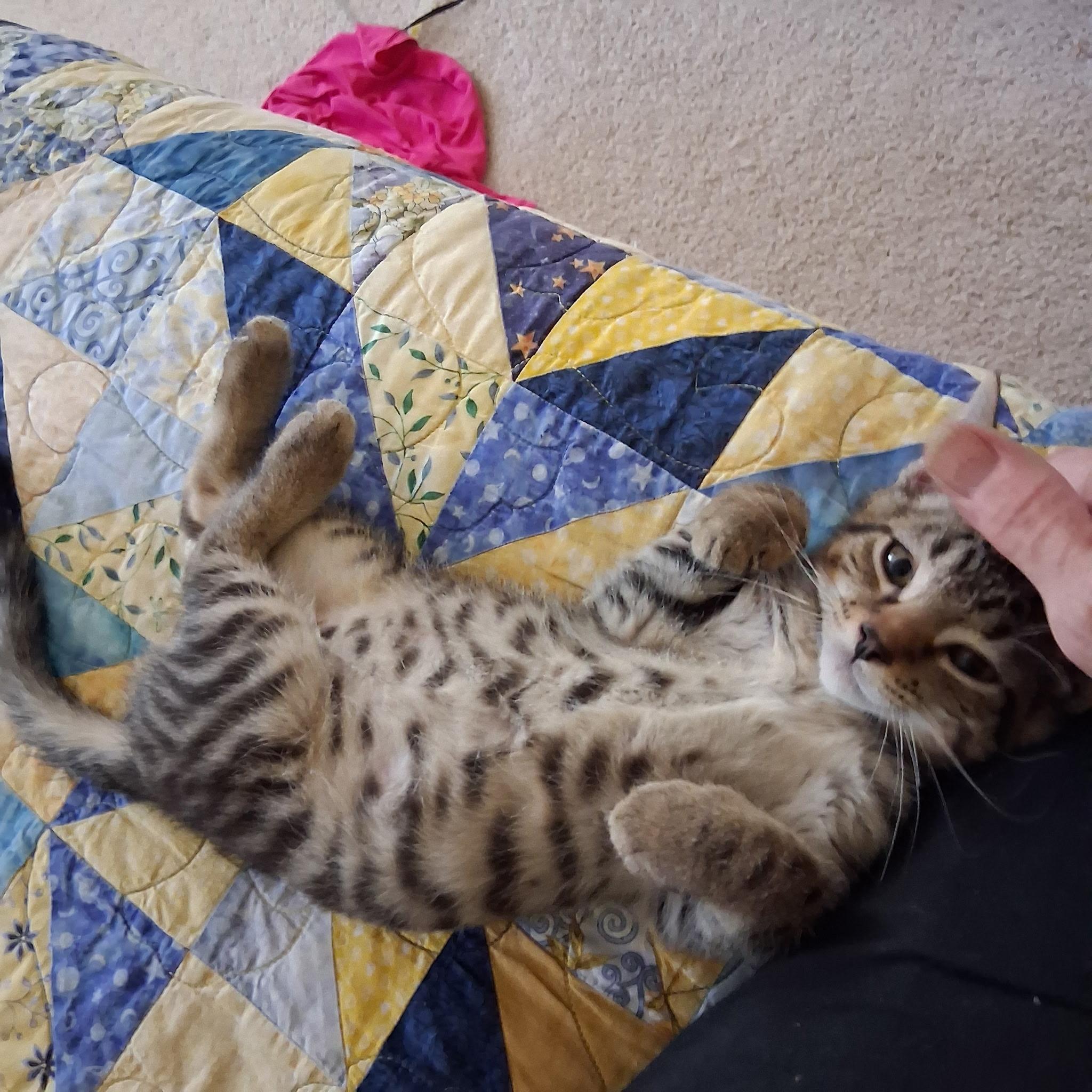 Nils, a ADOPTABLE Domestic Short Hair in Warminster, PA image 4/6