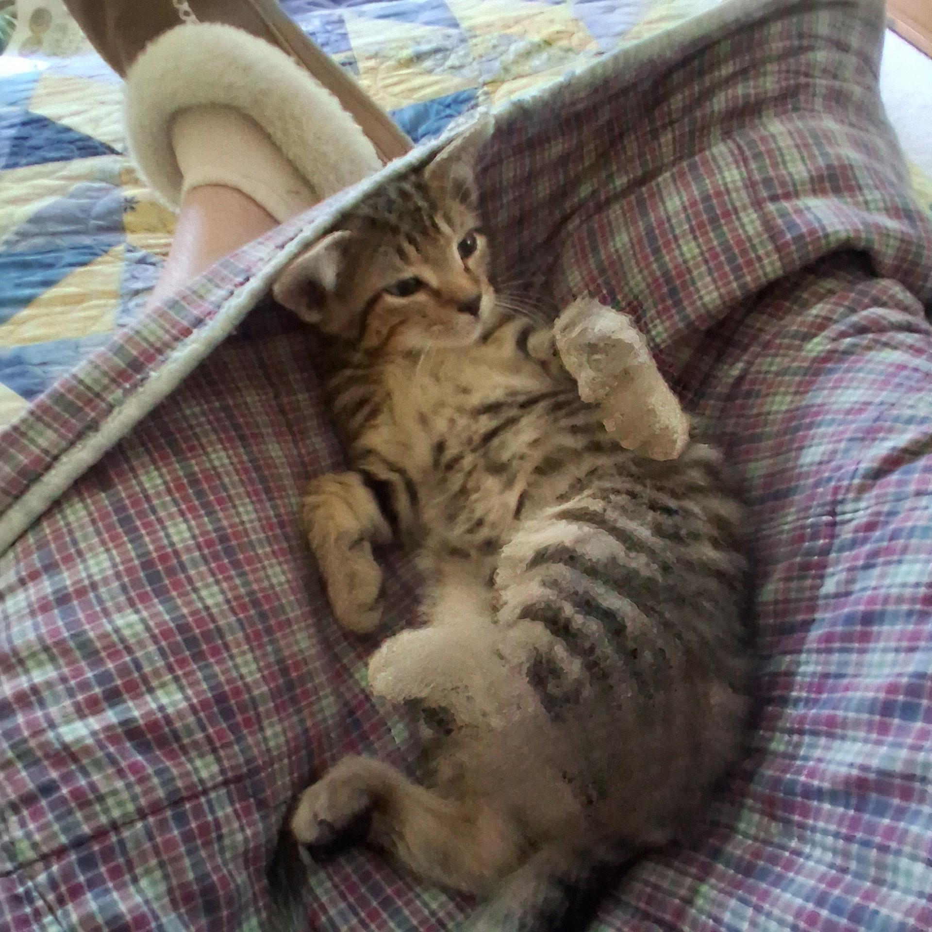 Nils, a ADOPTABLE Domestic Short Hair in Warminster, PA image 6/6
