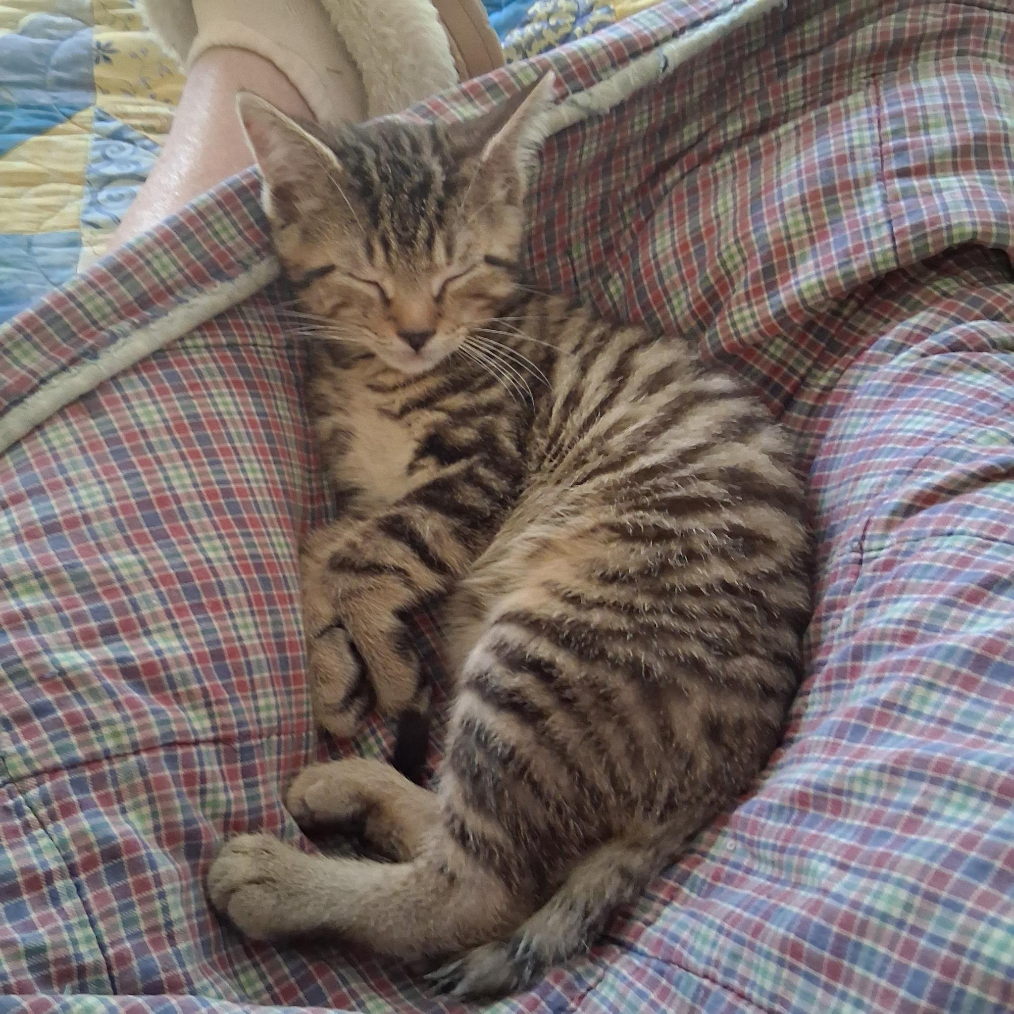Nils, a ADOPTABLE Domestic Short Hair in Warminster, PA image 5/6