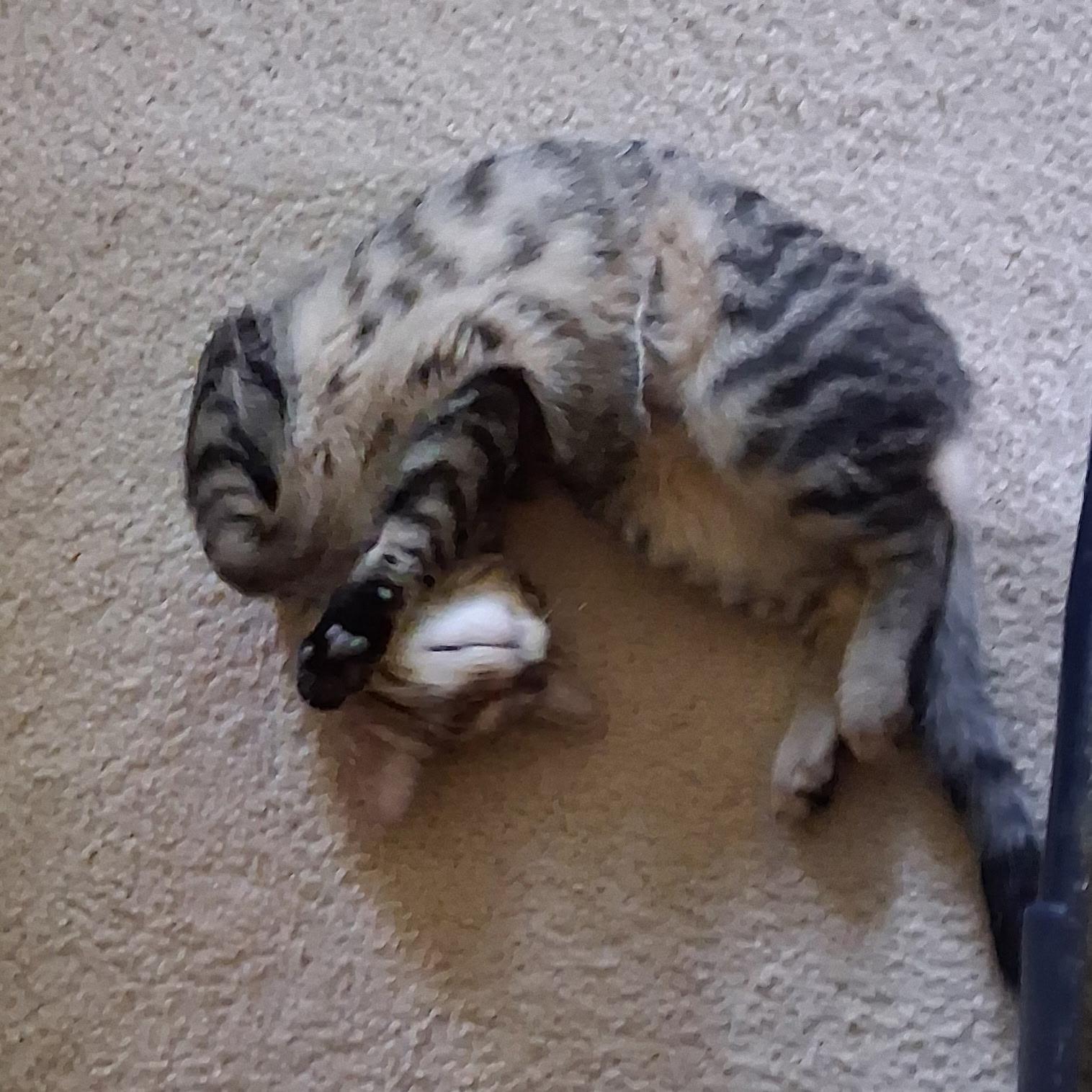 Nils, a ADOPTABLE Domestic Short Hair in Warminster, PA image 2/6