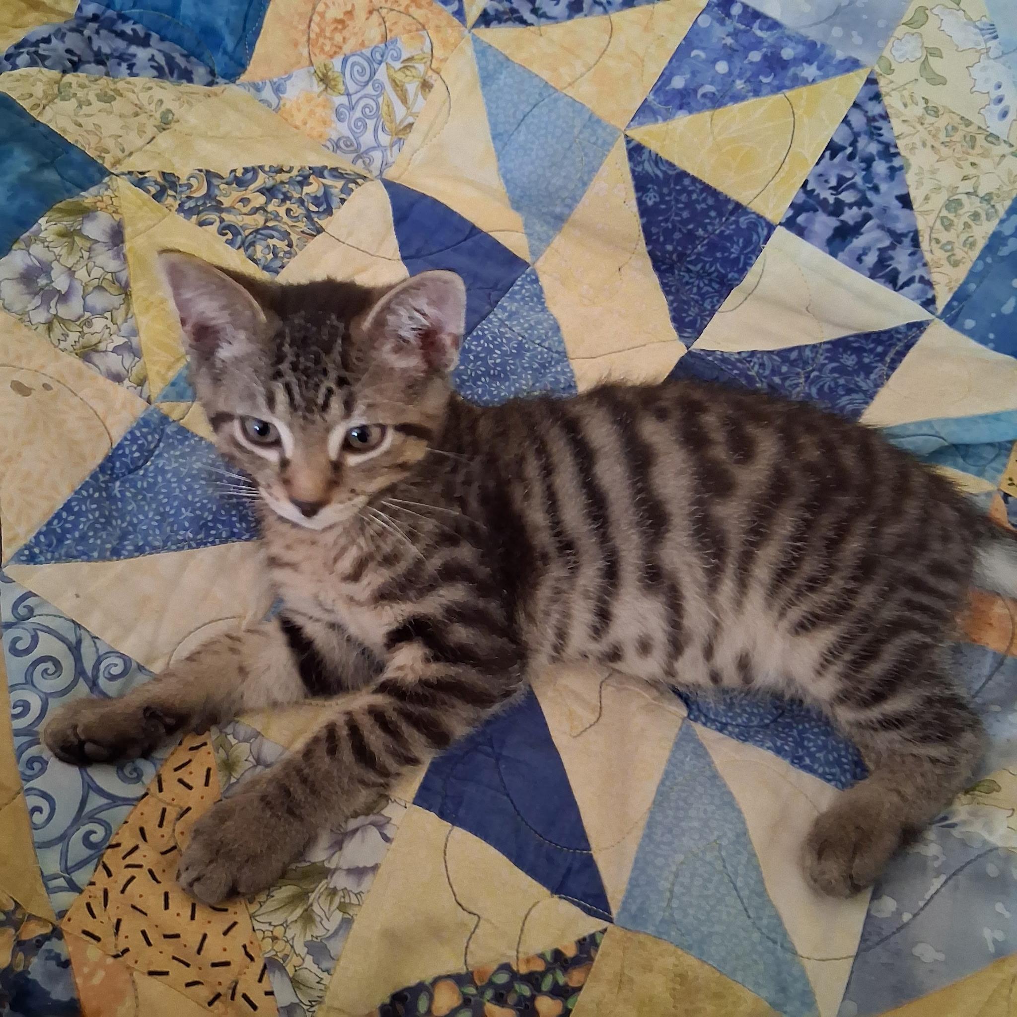 Nils, ADOPTABLE, Kitten Male Domestic Short Hair.