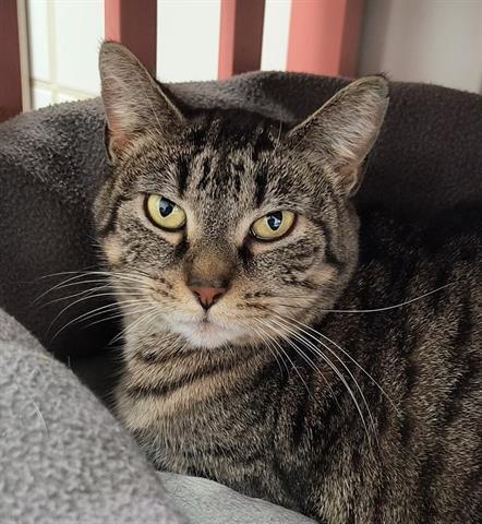 Enlarge FREEDOM, a Adoptable Domestic Short Hair in Canfield, OH image 1/1