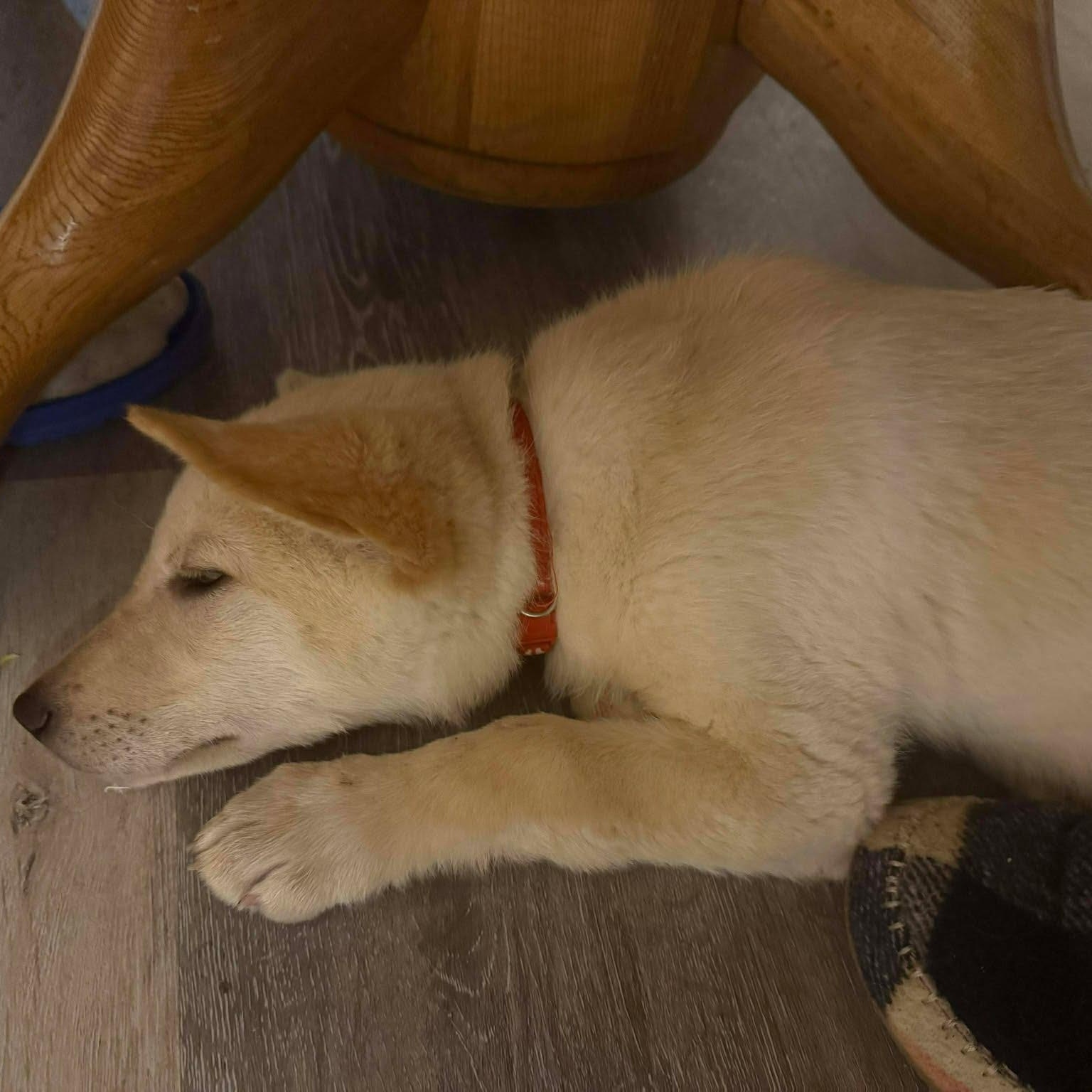 Enlarge Nalla, an adopted mixed breed in Sioux Falls, SD image 2/3