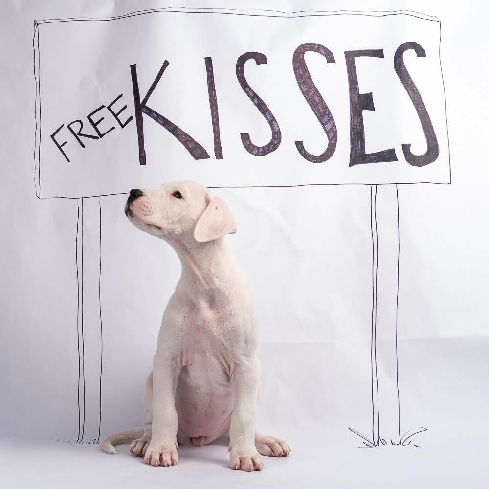 Enlarge Ellie, a Adoptable Dogo Argentino in Smyrna, GA image 2/4
