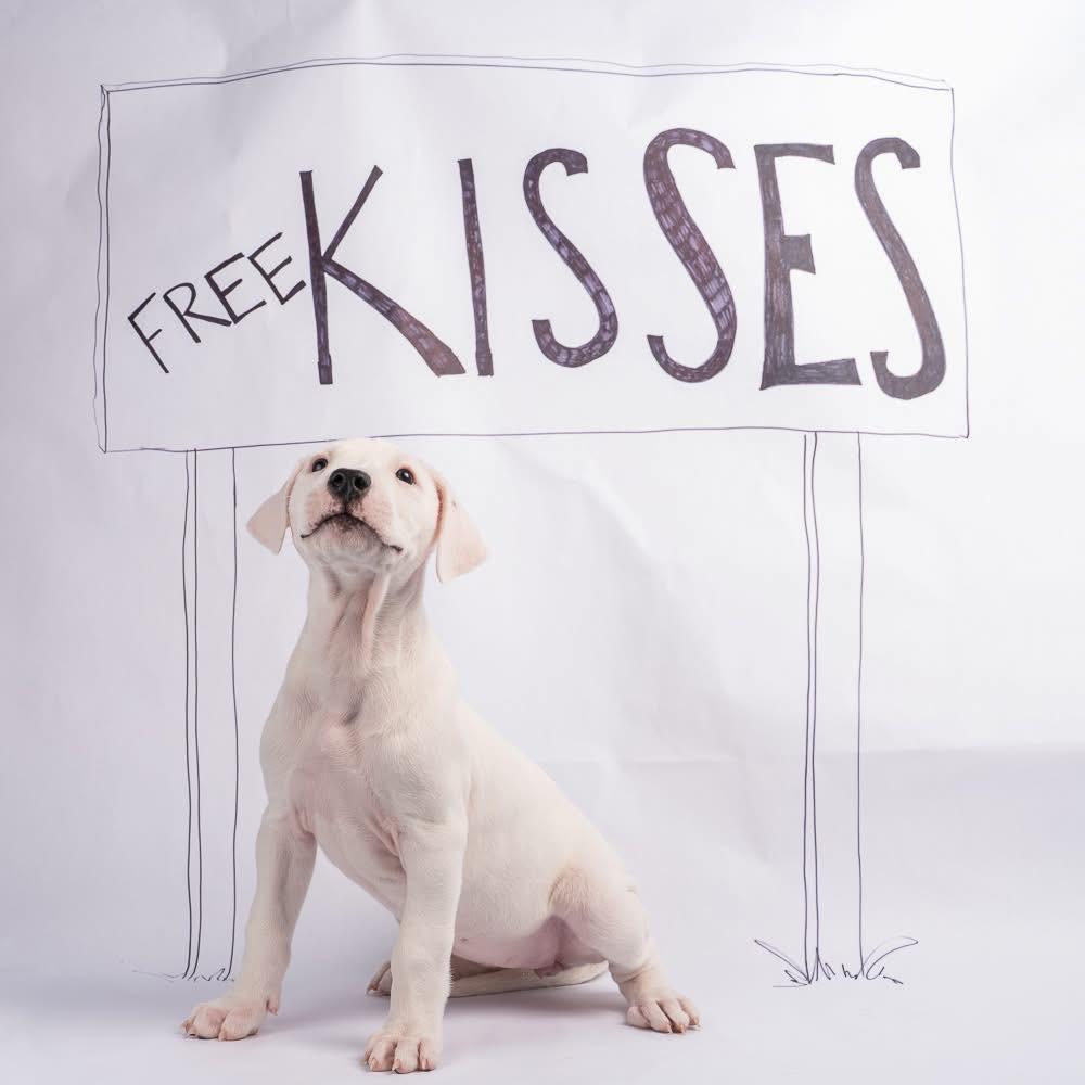 Ellie, Adoptable, Puppy Female Dogo Argentino.