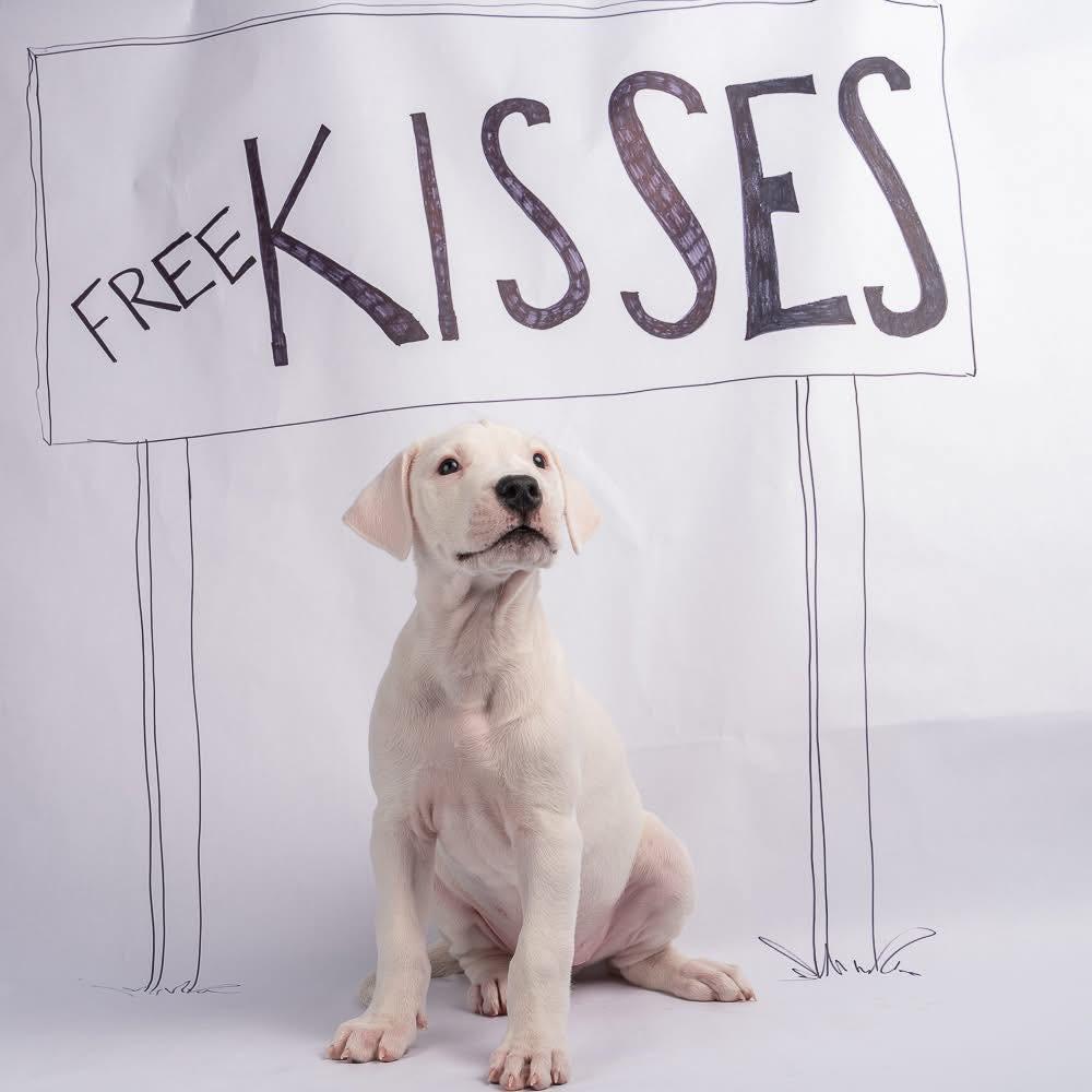 Enlarge Ellie, a Adoptable Dogo Argentino in Smyrna, GA image 4/4