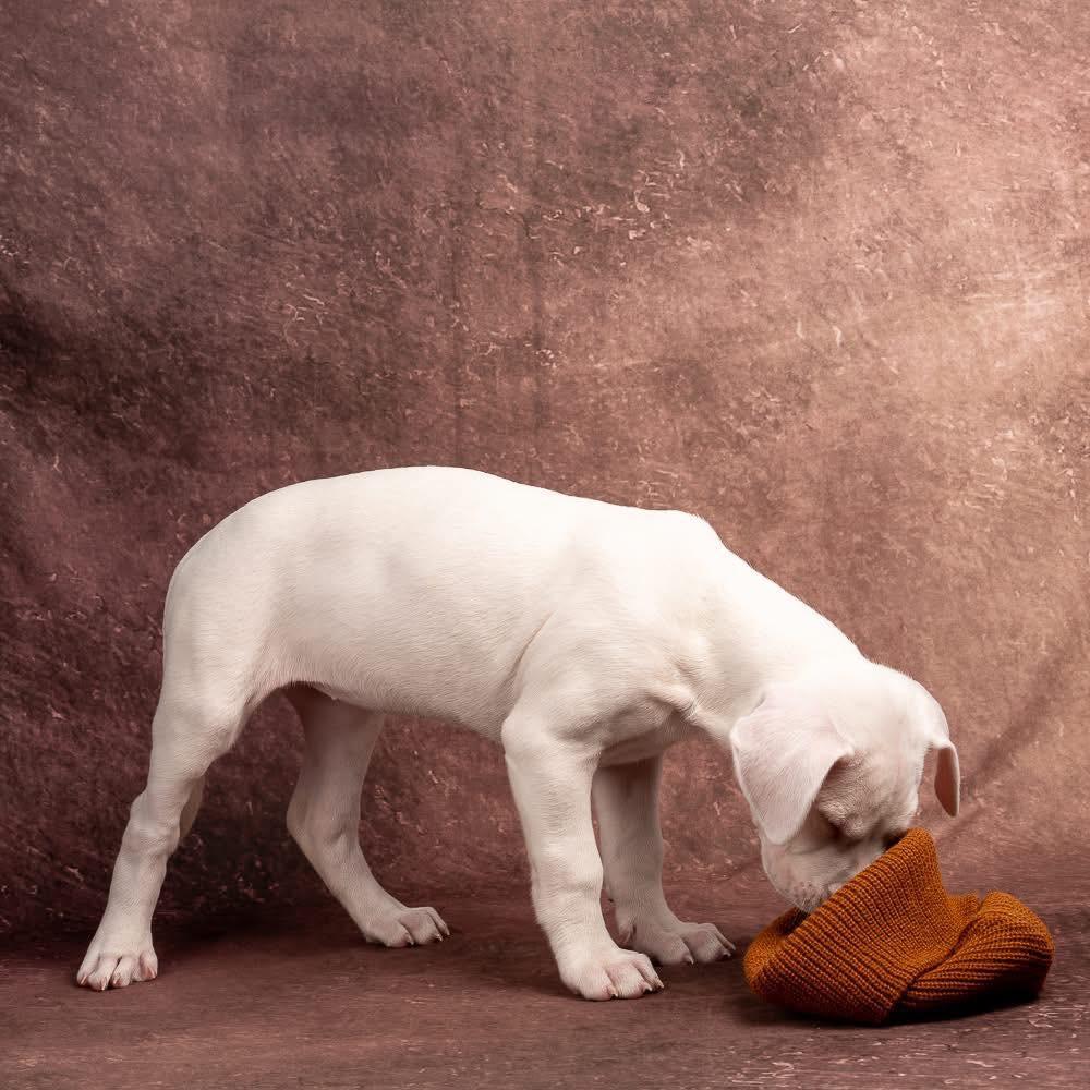 Enlarge Ellie, a Adoptable Dogo Argentino in Smyrna, GA image 3/4