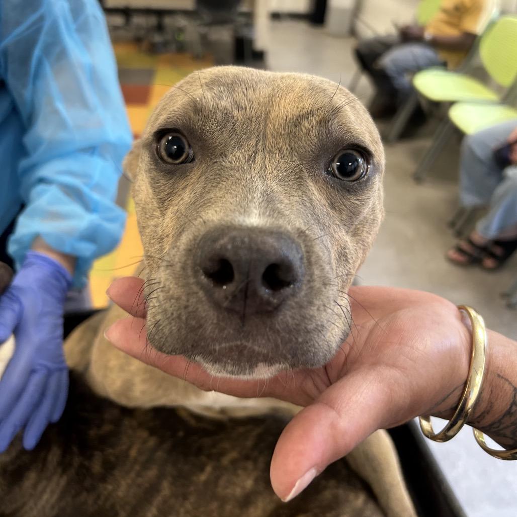 Enlarge Priscilla, a Adoptable Pit Bull Terrier in West Chester, PA image 2/3