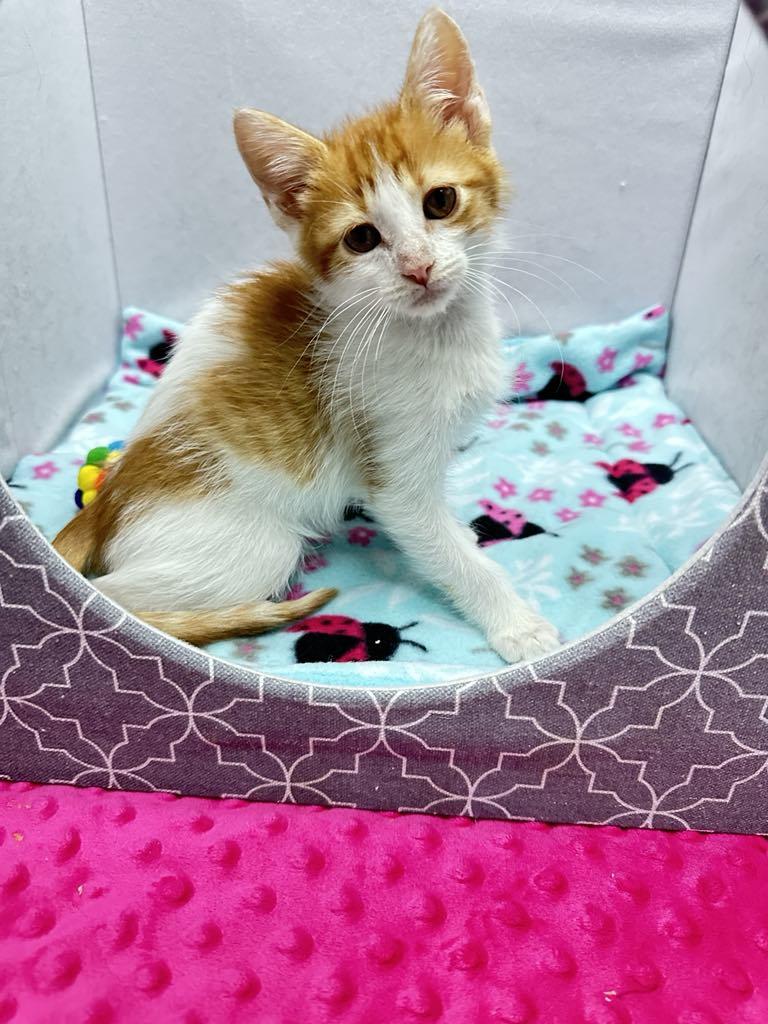 Damon - Sweet and affectionate