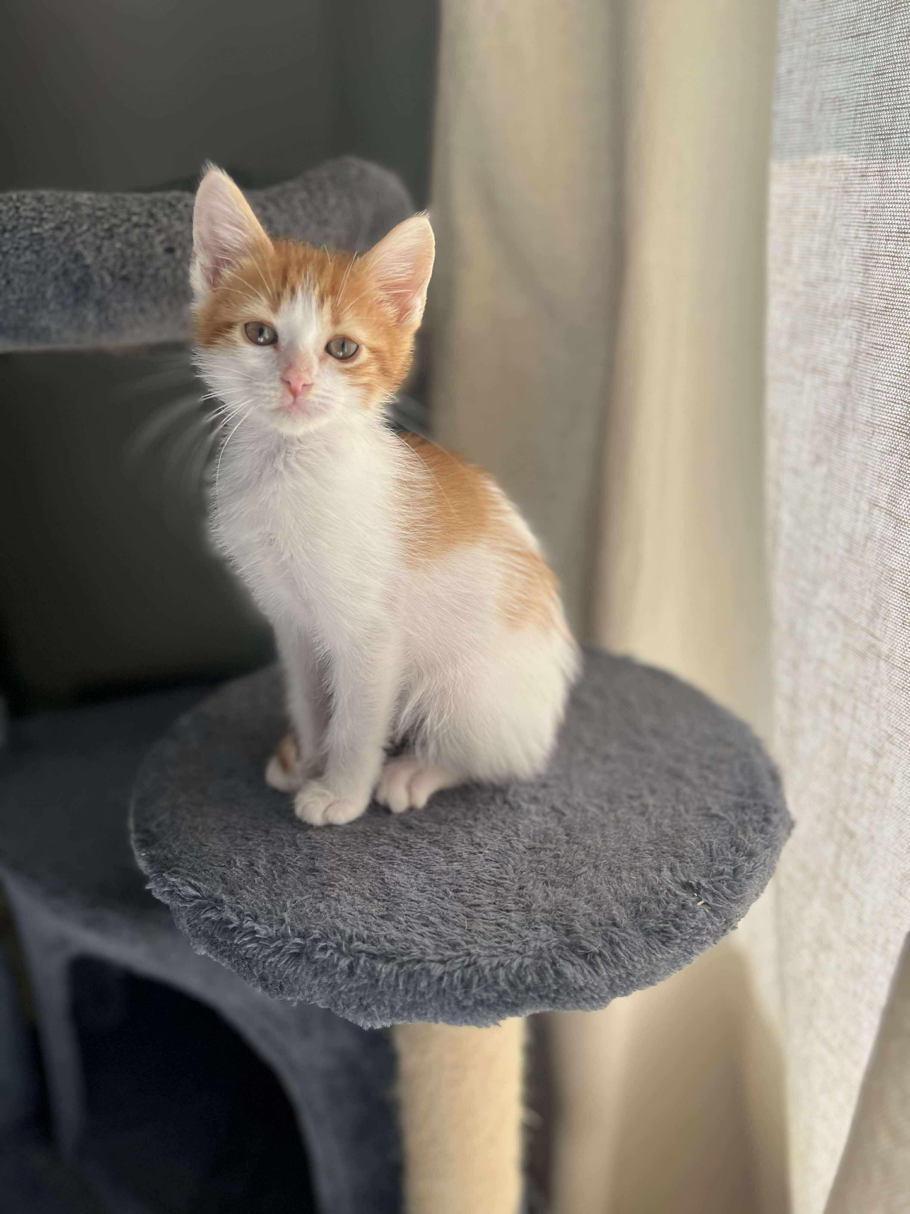 Damon - Sweet and affectionate