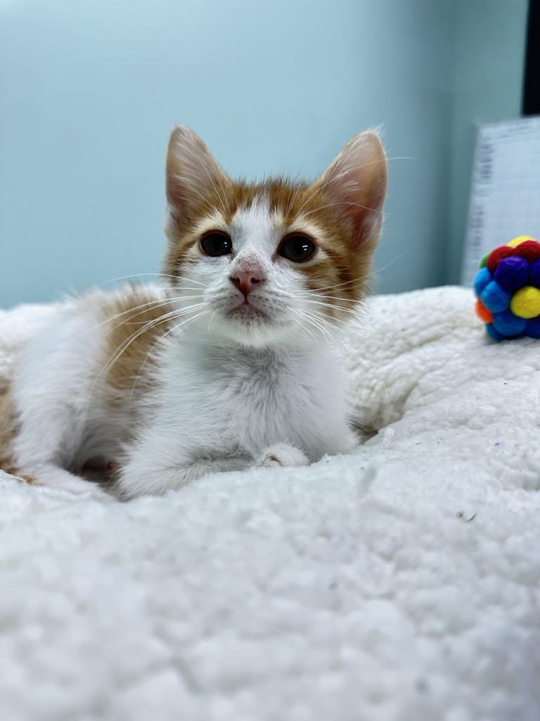 Damon - Sweet and affectionate