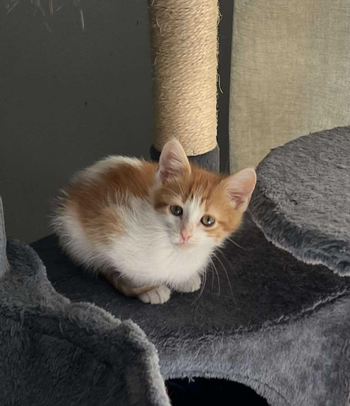 Damon - Sweet and affectionate