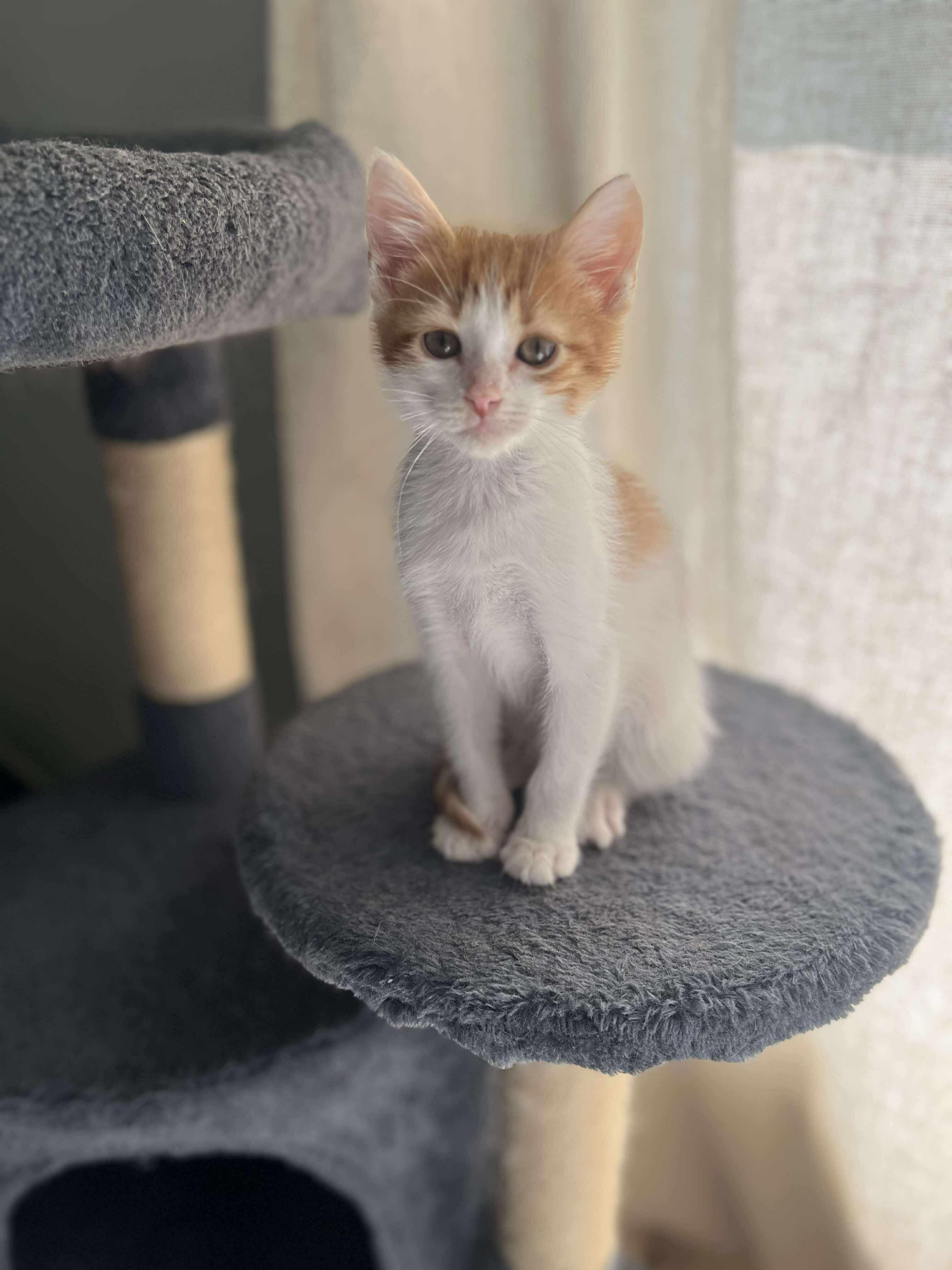 Damon - Sweet and affectionate