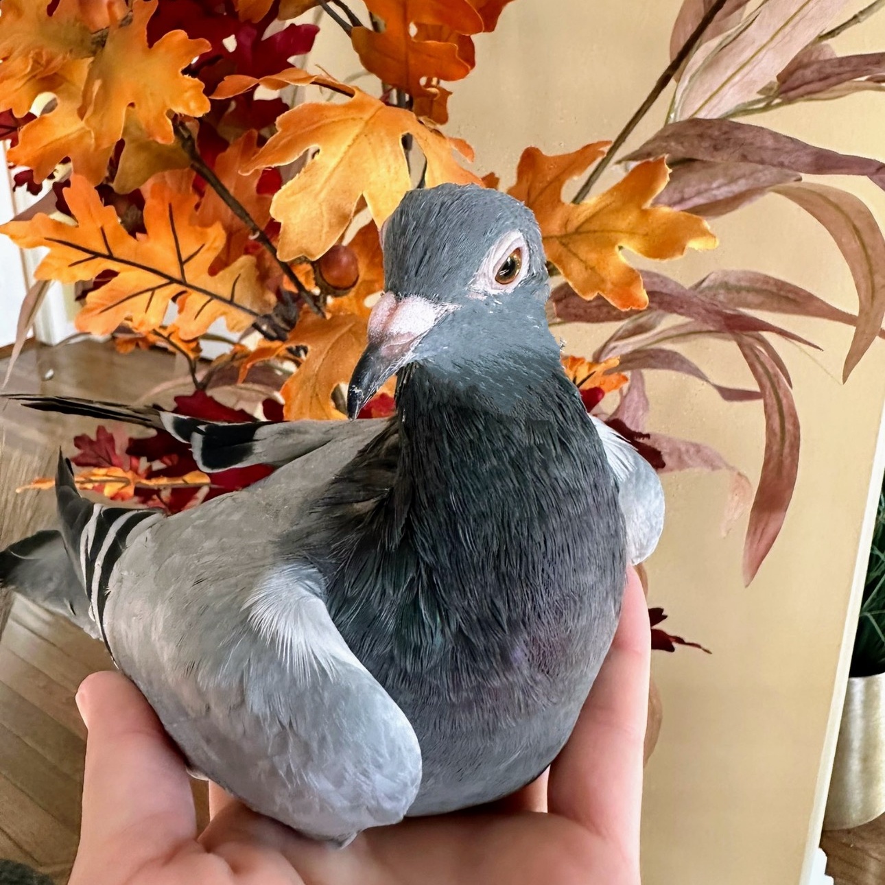 Ron Oregano *Local Midwest Adoption Only*, a Adoptable Pigeon in Chicago, IL image 1/5