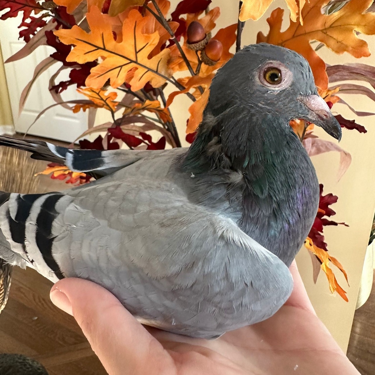 Ron Oregano *Local Midwest Adoption Only*, a Adoptable Pigeon in Chicago, IL image 2/5
