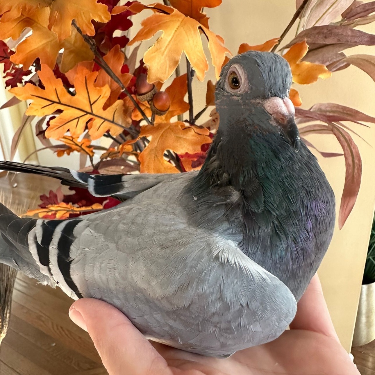 Ron Oregano *Local Midwest Adoption Only*, a Adoptable Pigeon in Chicago, IL image 3/5