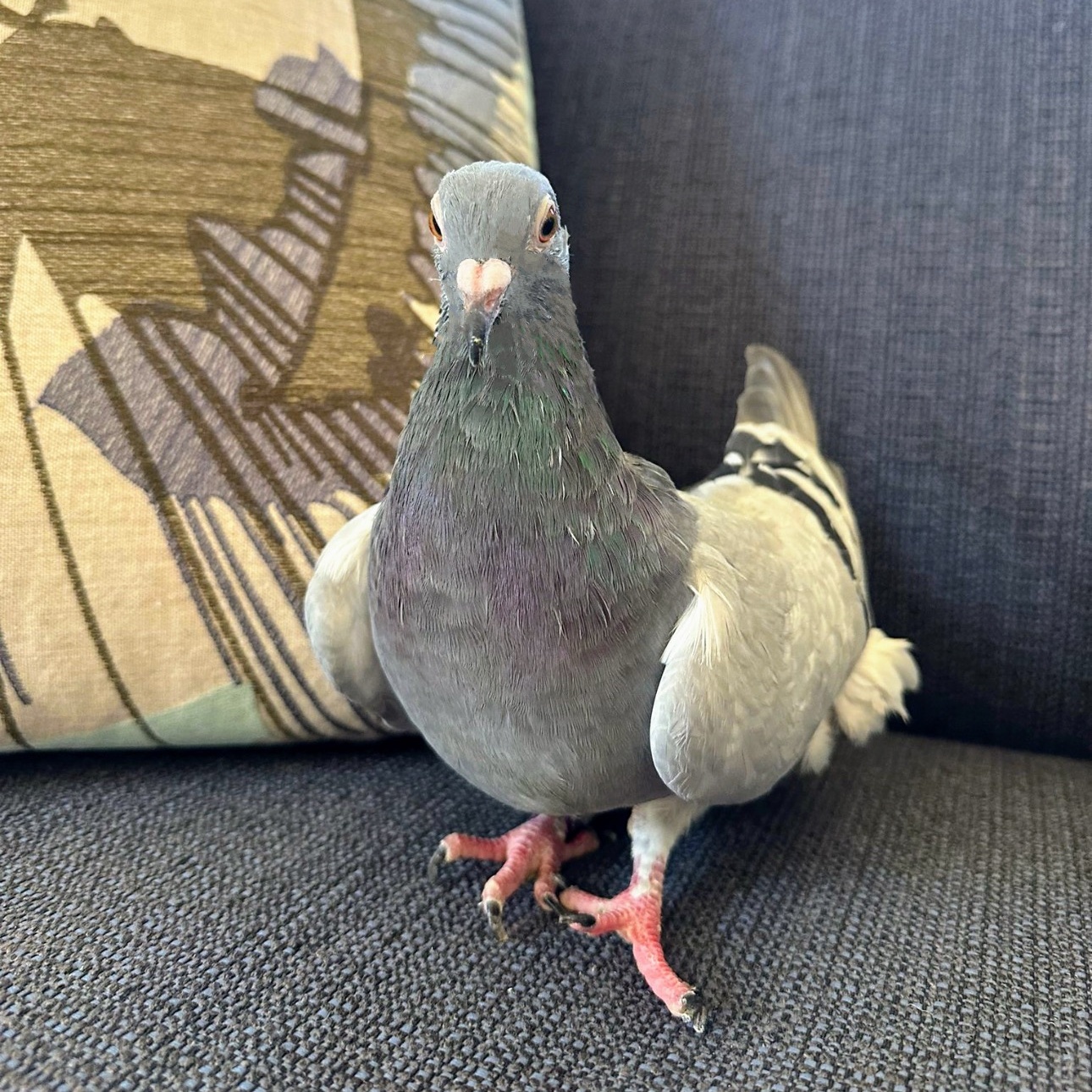 Ron Oregano *Local Midwest Adoption Only*, a Adoptable Pigeon in Chicago, IL image 4/5