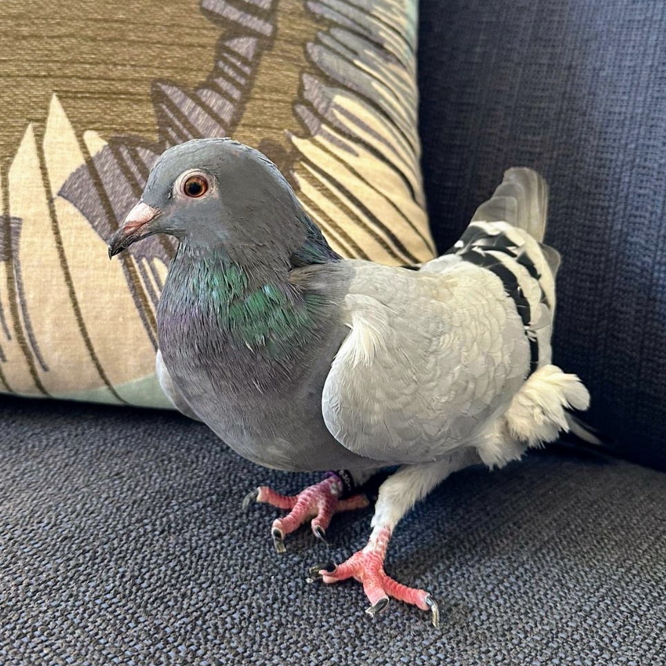 Ron Oregano *Local Midwest Adoption Only*, a Adoptable Pigeon in Chicago, IL image 5/5