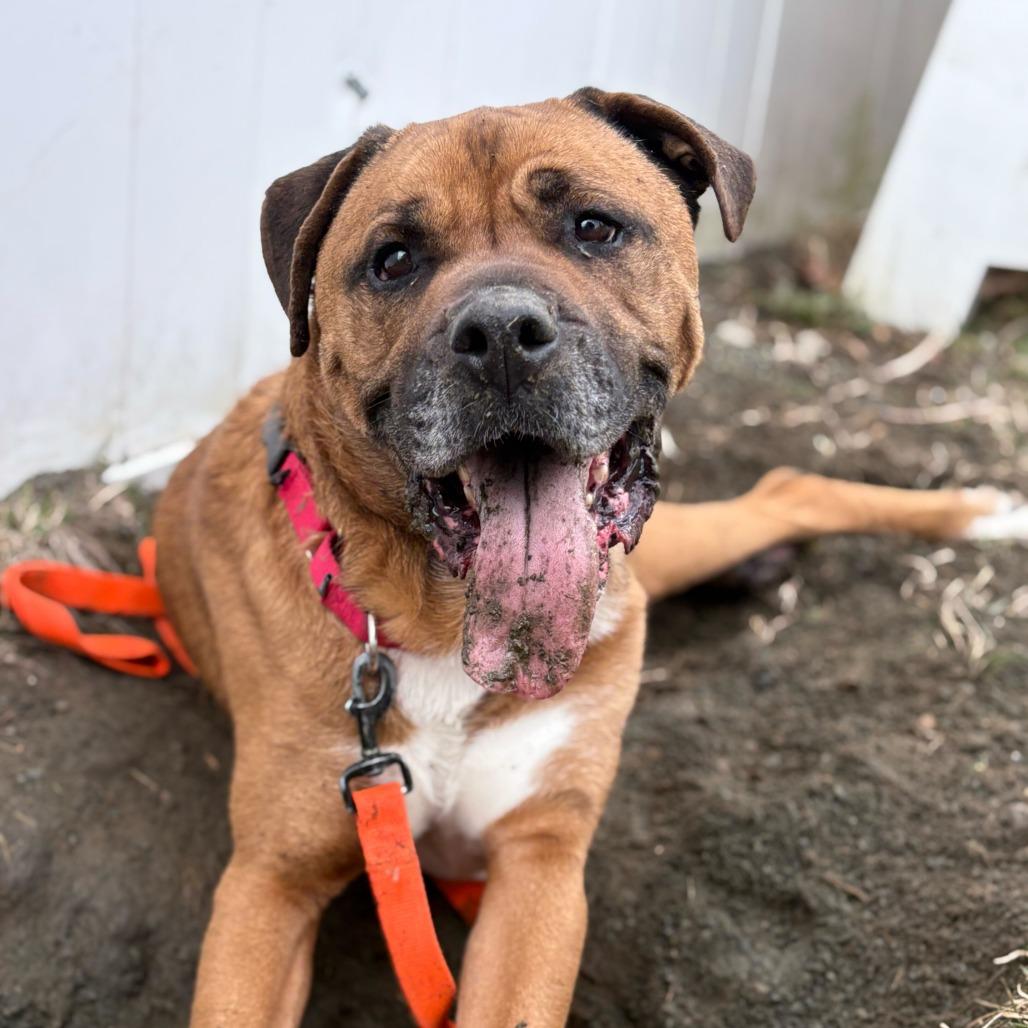 Mojo, Adoptable, Adult Male Mixed Breed & Boxer.