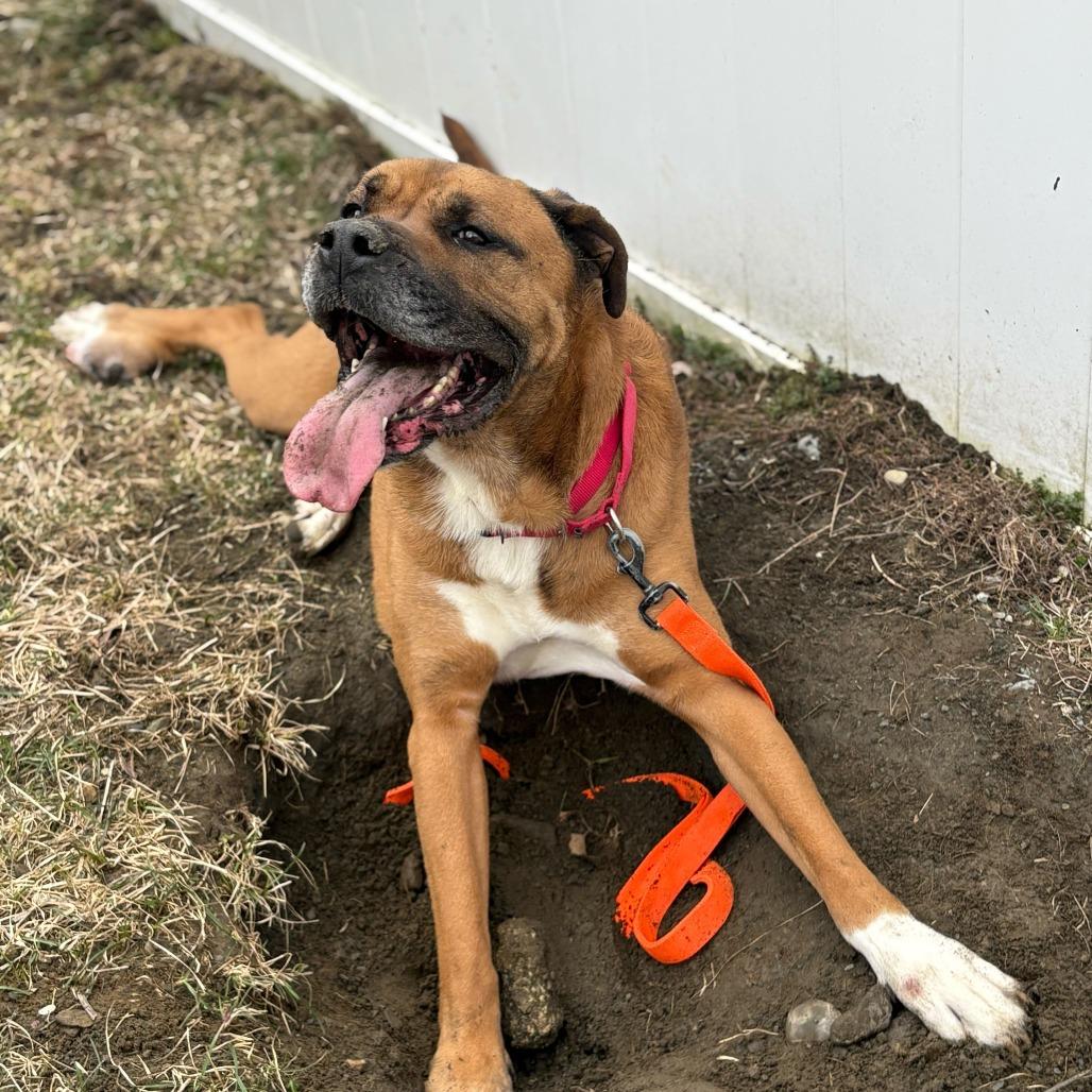 Enlarge Mojo, a Adoptable mixed breed in Enfield, NH image 2/2