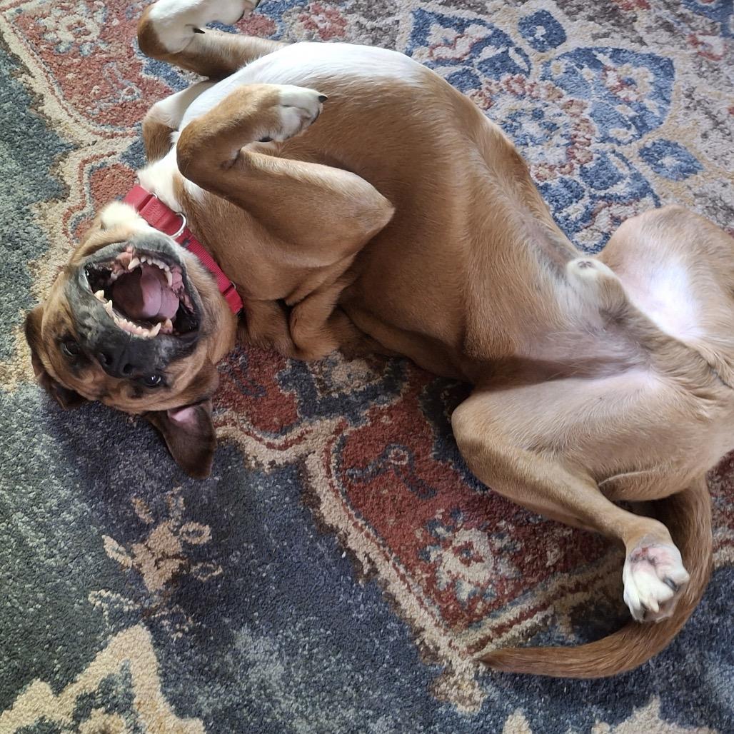 Mojo, a Adoptable mixed breed in Enfield, NH image 3/3