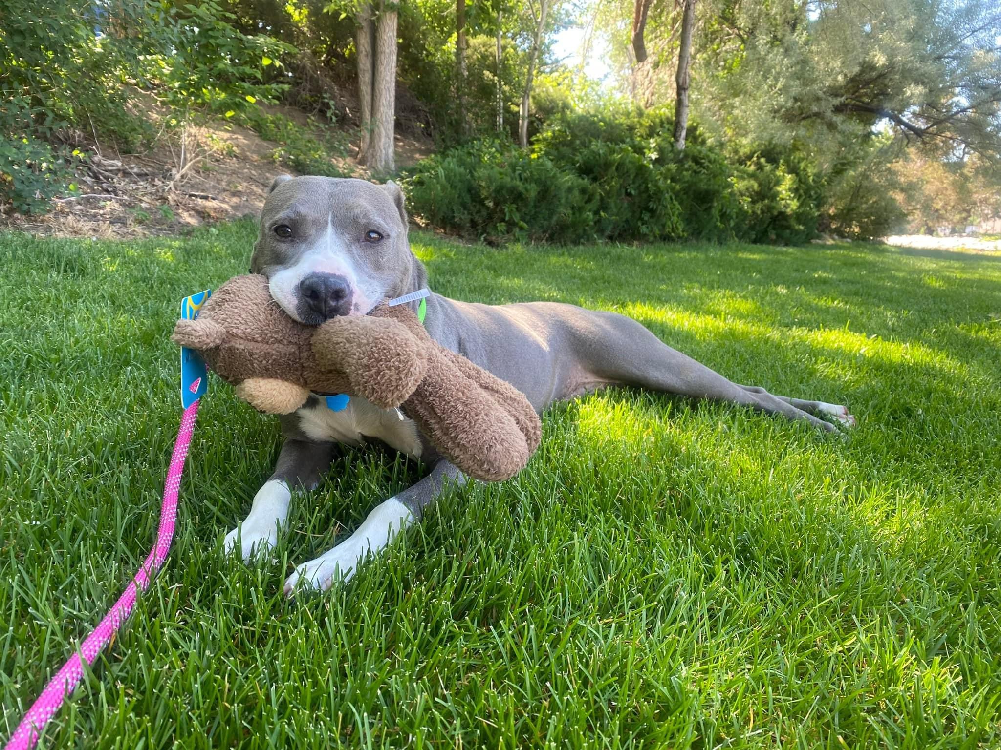 Tiffany, Adopted, Adult Female Pit Bull Terrier.