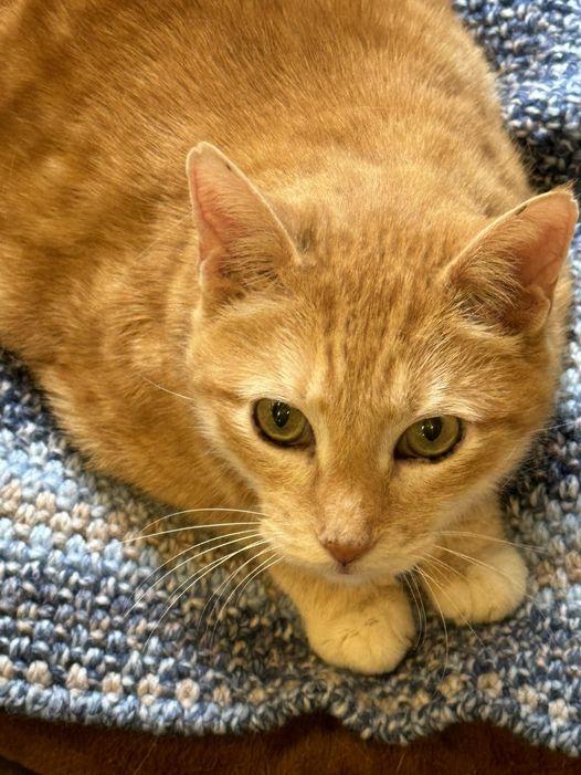 Herman Munster, a Adoptable Domestic Short Hair in Chicago, IL image 1/4
