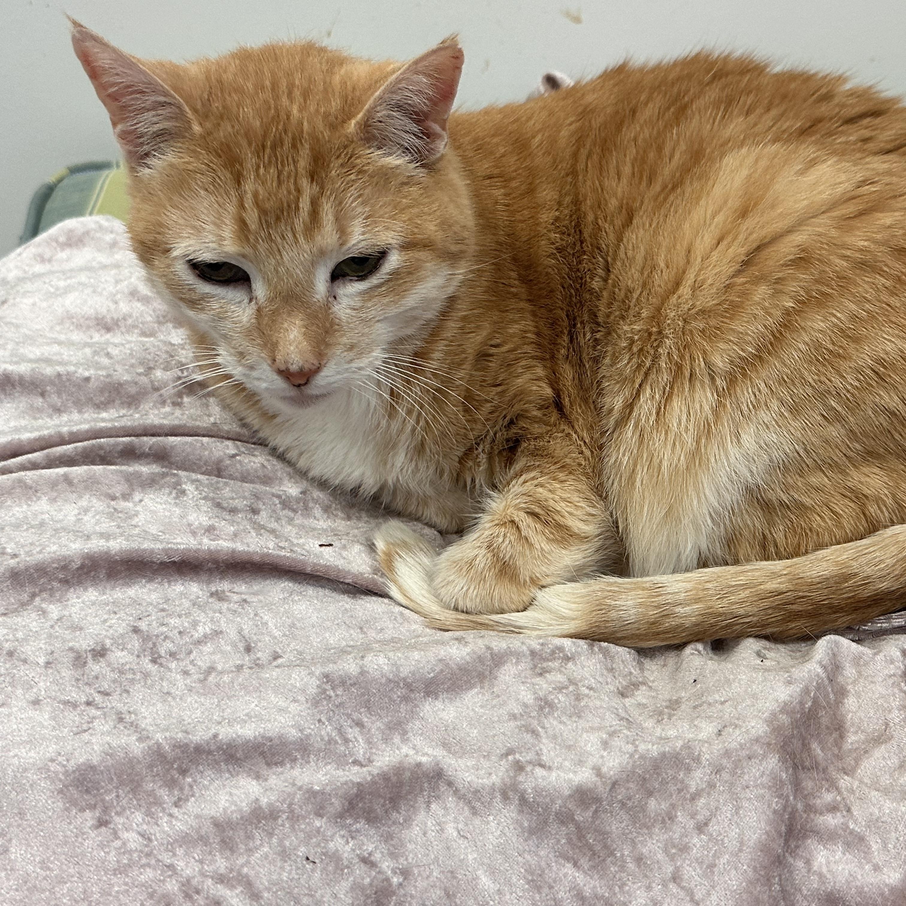 Herman Munster, a Adoptable Domestic Short Hair in Chicago, IL image 2/4