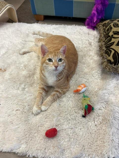 Herman Munster, a Adoptable Domestic Short Hair in Chicago, IL image 3/4
