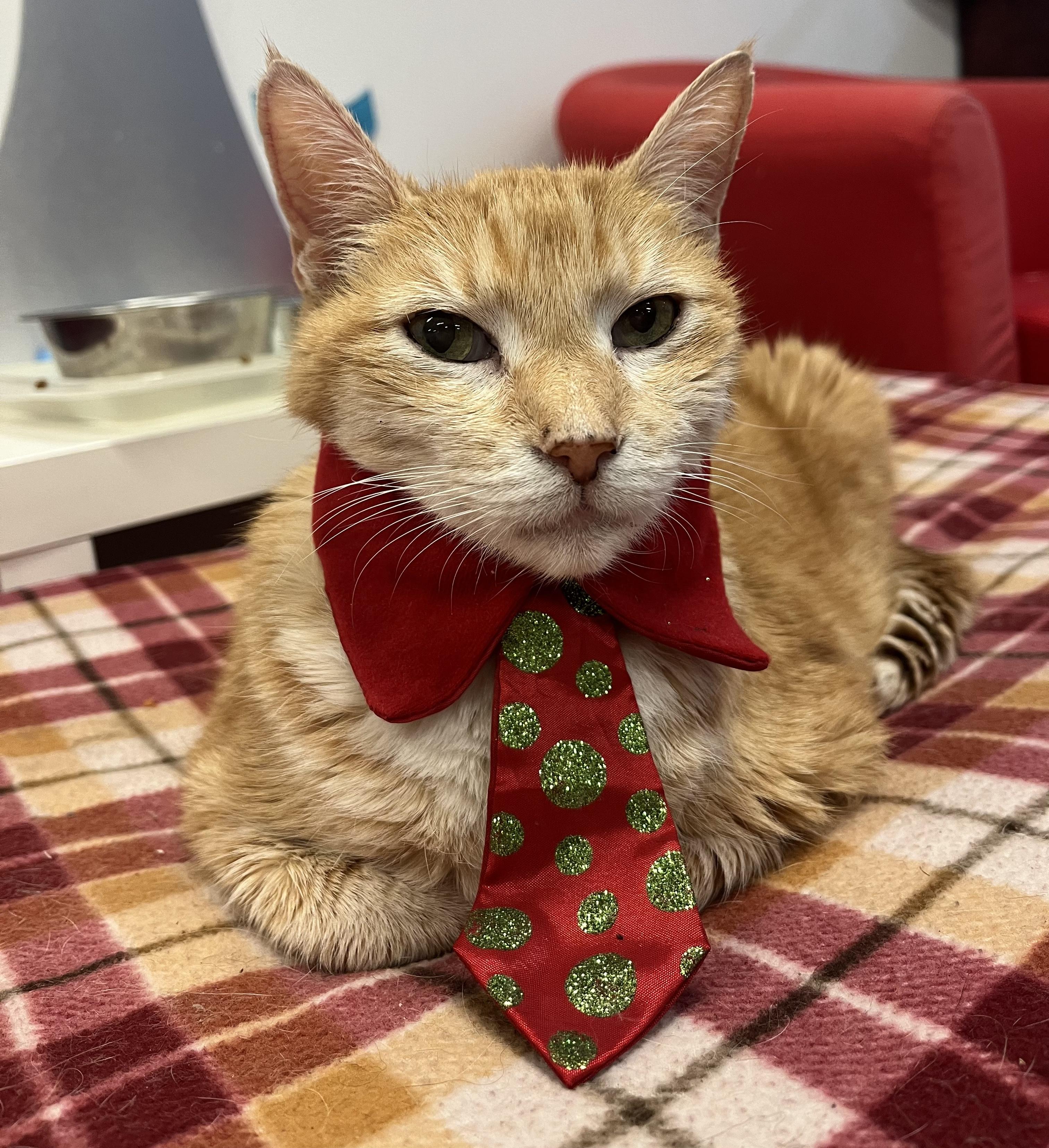 Herman Munster, a Adoptable Domestic Short Hair in Chicago, IL image 4/4