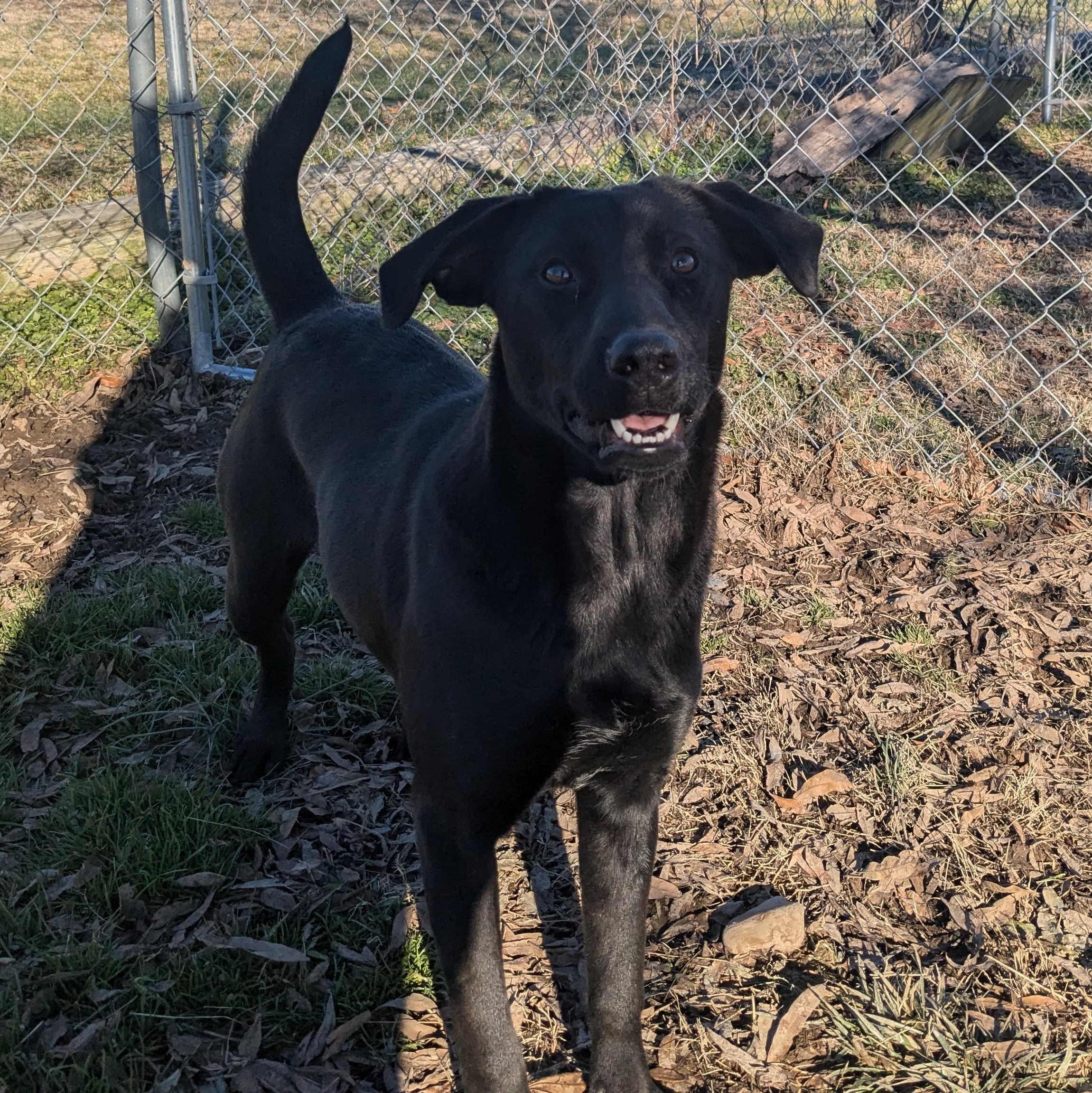 Winkle, a Adoptable mixed breed in Newport, AR image 1/6