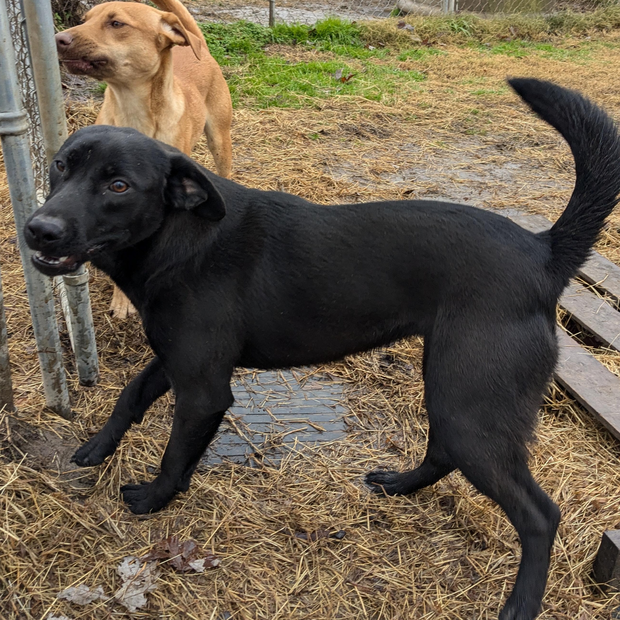 Winkle, a Adoptable mixed breed in Newport, AR image 2/6