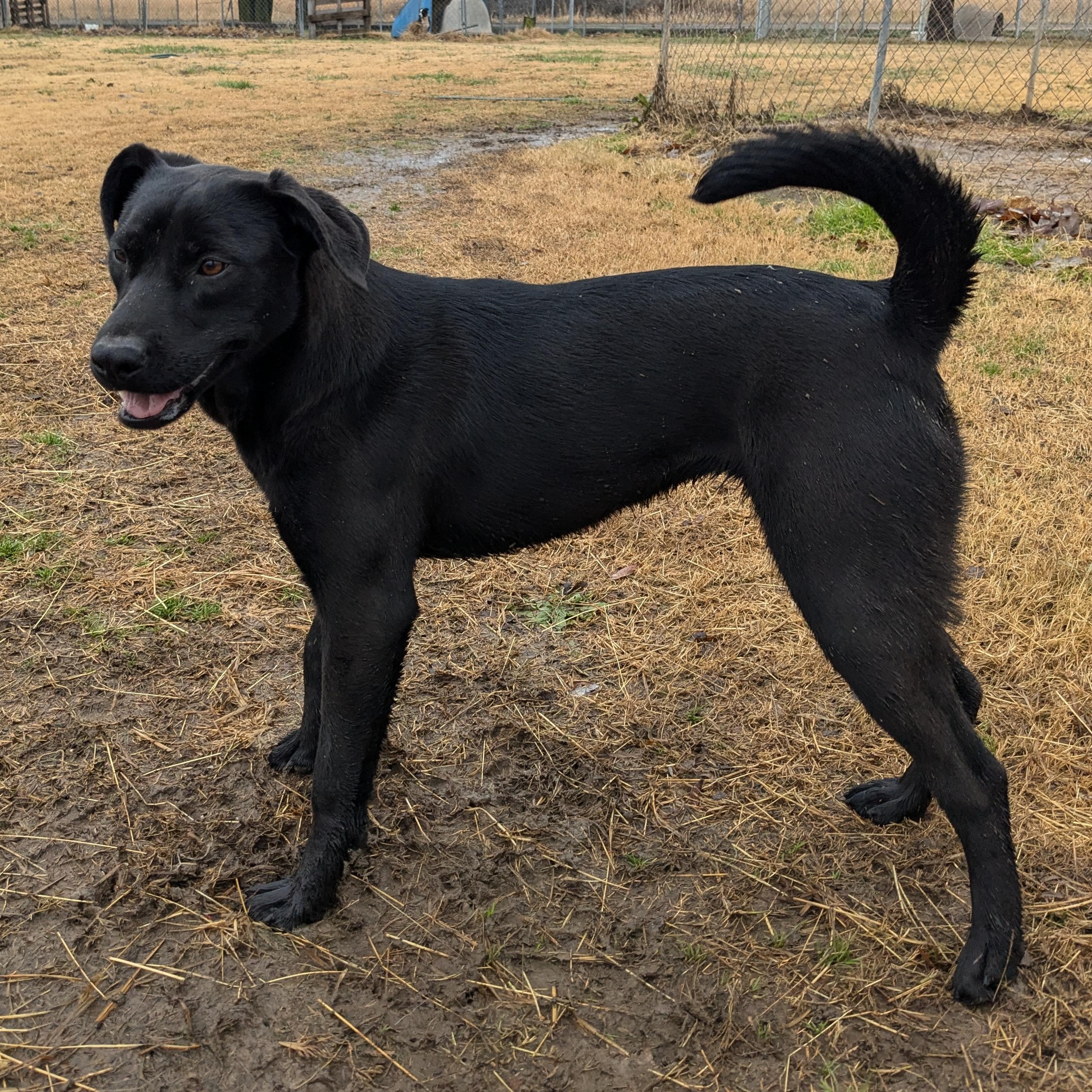 Winkle, a Adoptable mixed breed in Newport, AR image 3/6