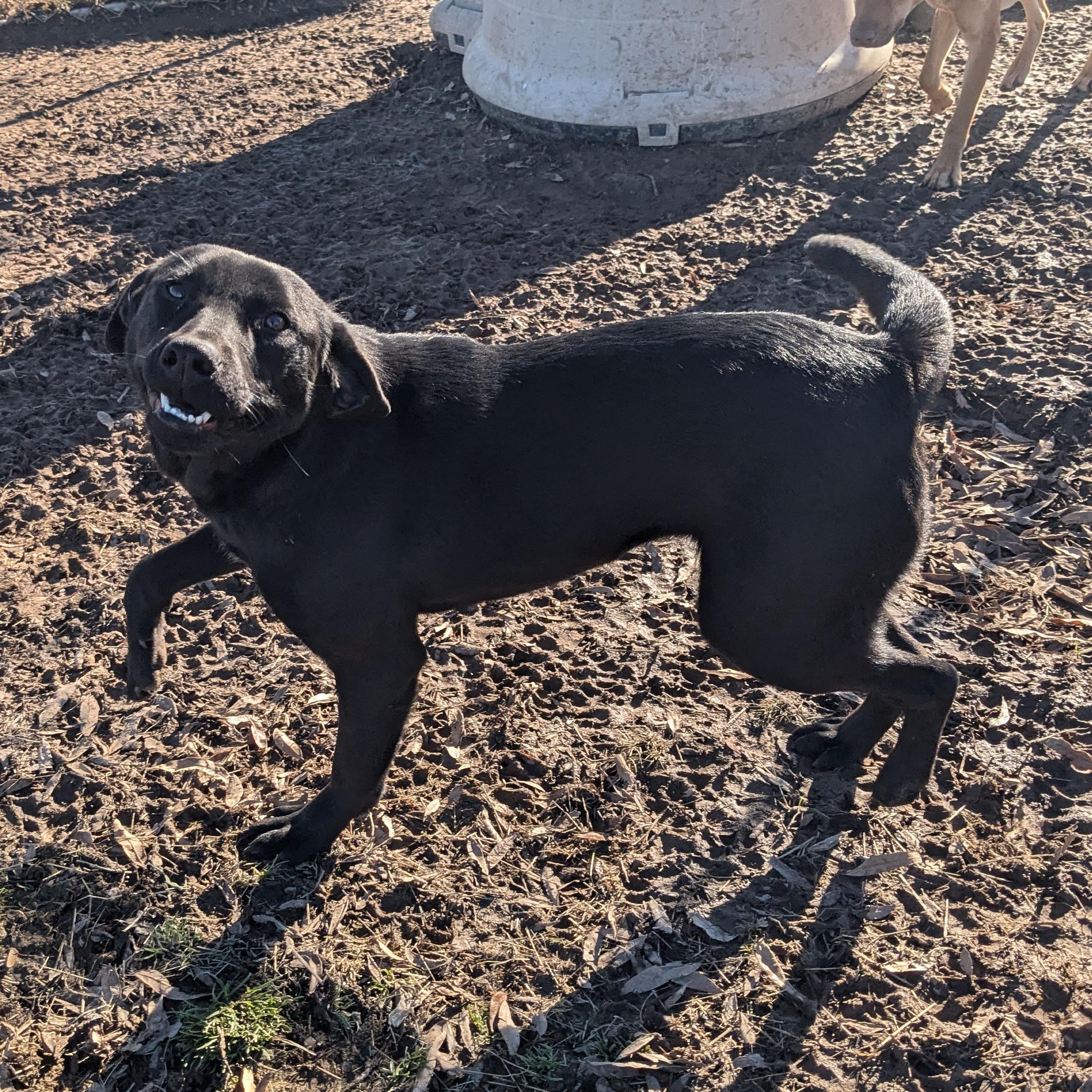 Winkle, a Adoptable mixed breed in Newport, AR image 4/6