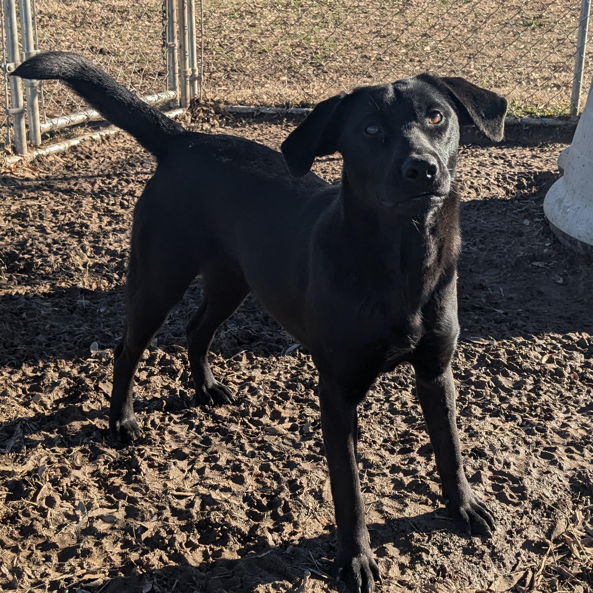 Winkle, a Adoptable mixed breed in Newport, AR image 5/6