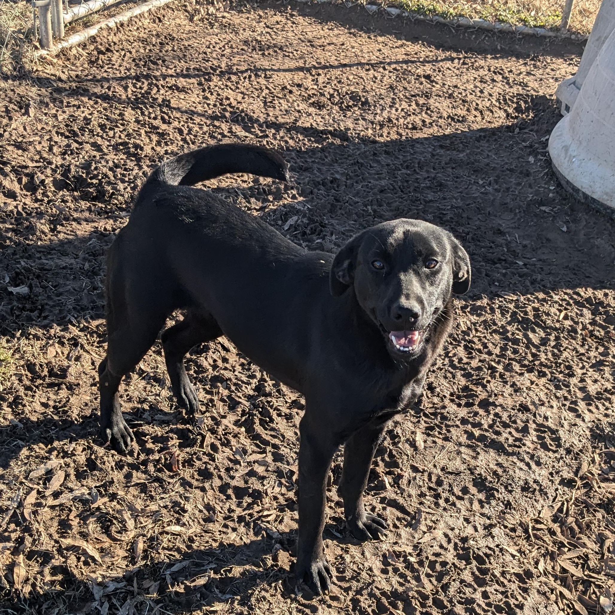 Winkle, a Adoptable mixed breed in Newport, AR image 6/6