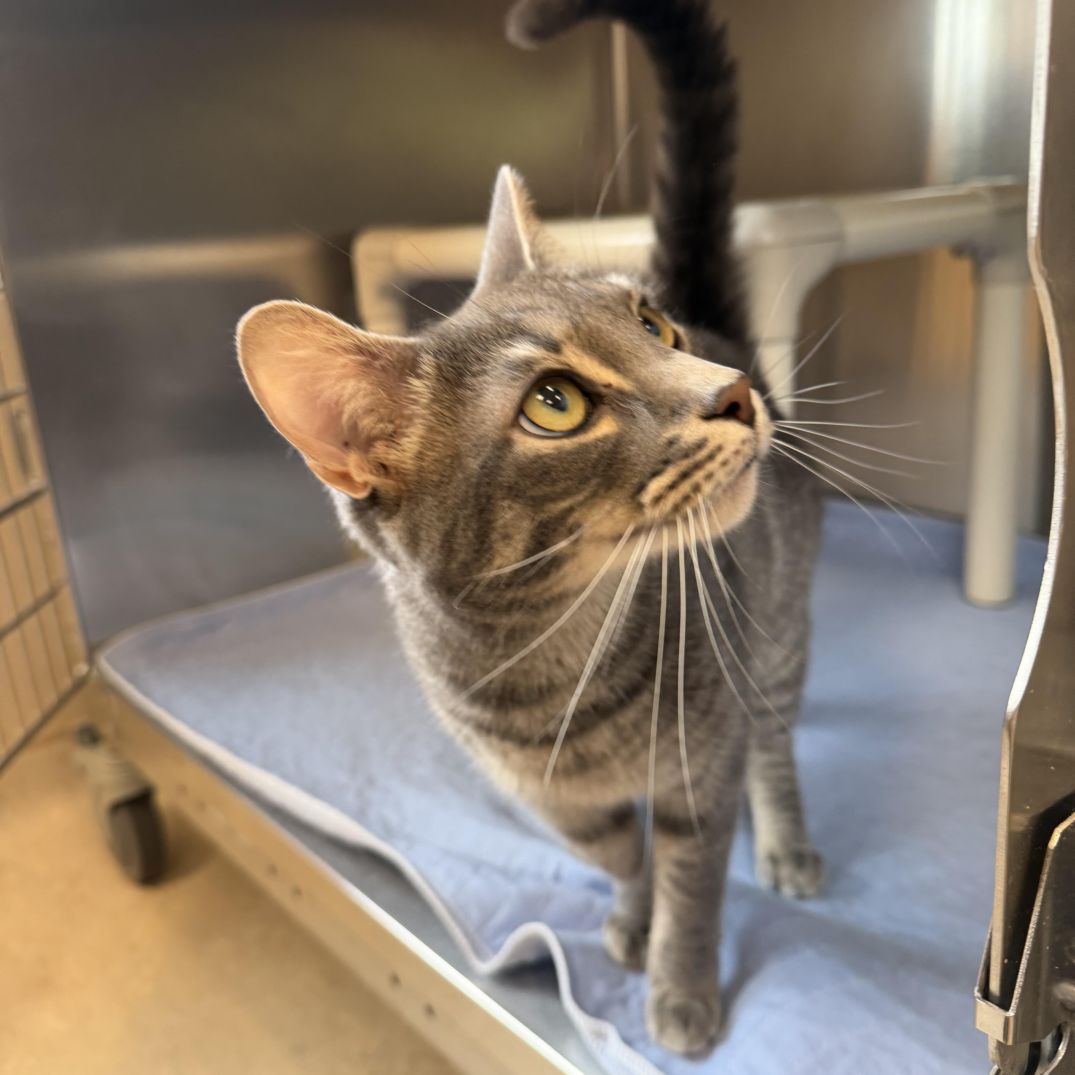 Parker, ADOPTABLE, Adult Male Domestic Short Hair.