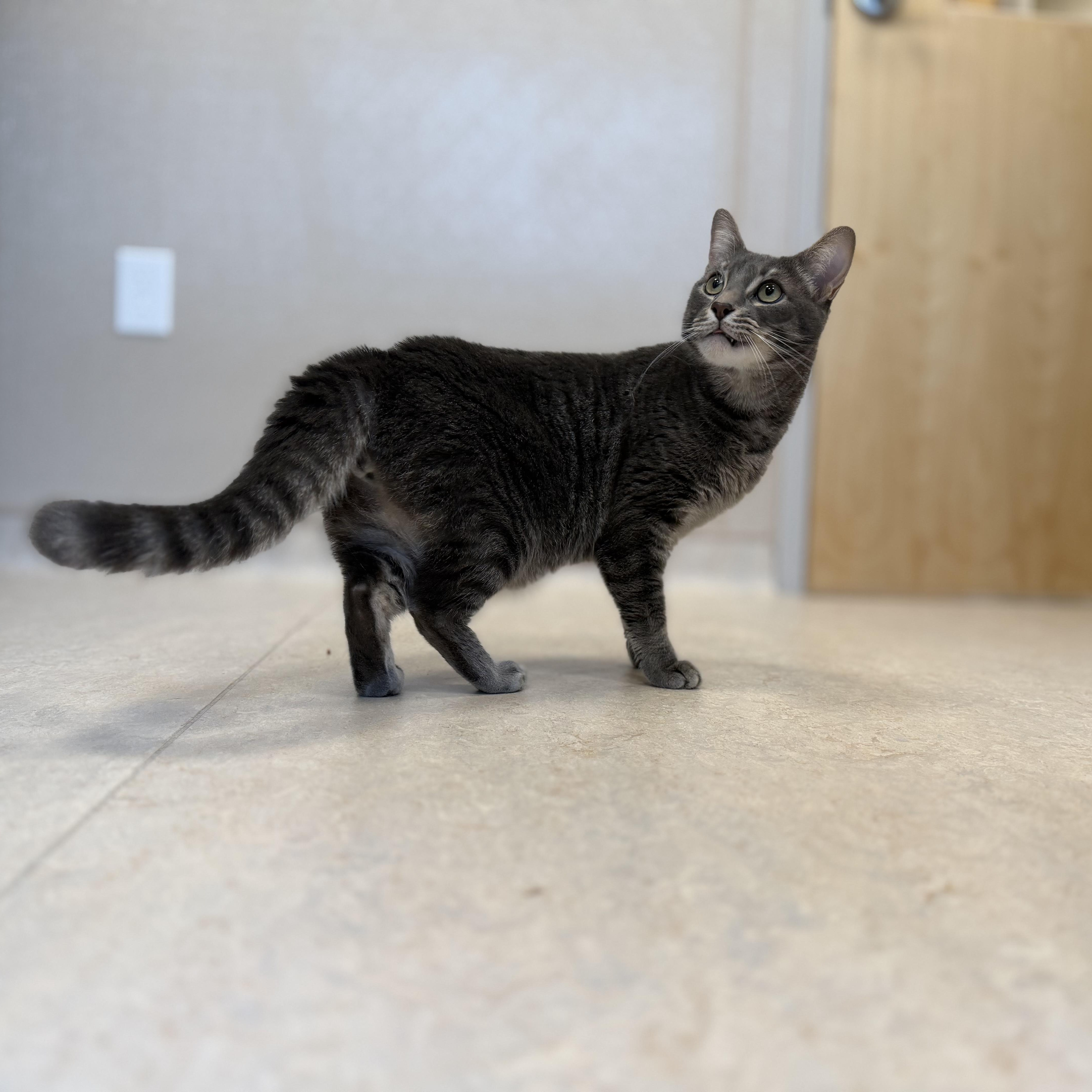 Enlarge Parker, a ADOPTABLE Domestic Short Hair in North Providence, RI image 2/2