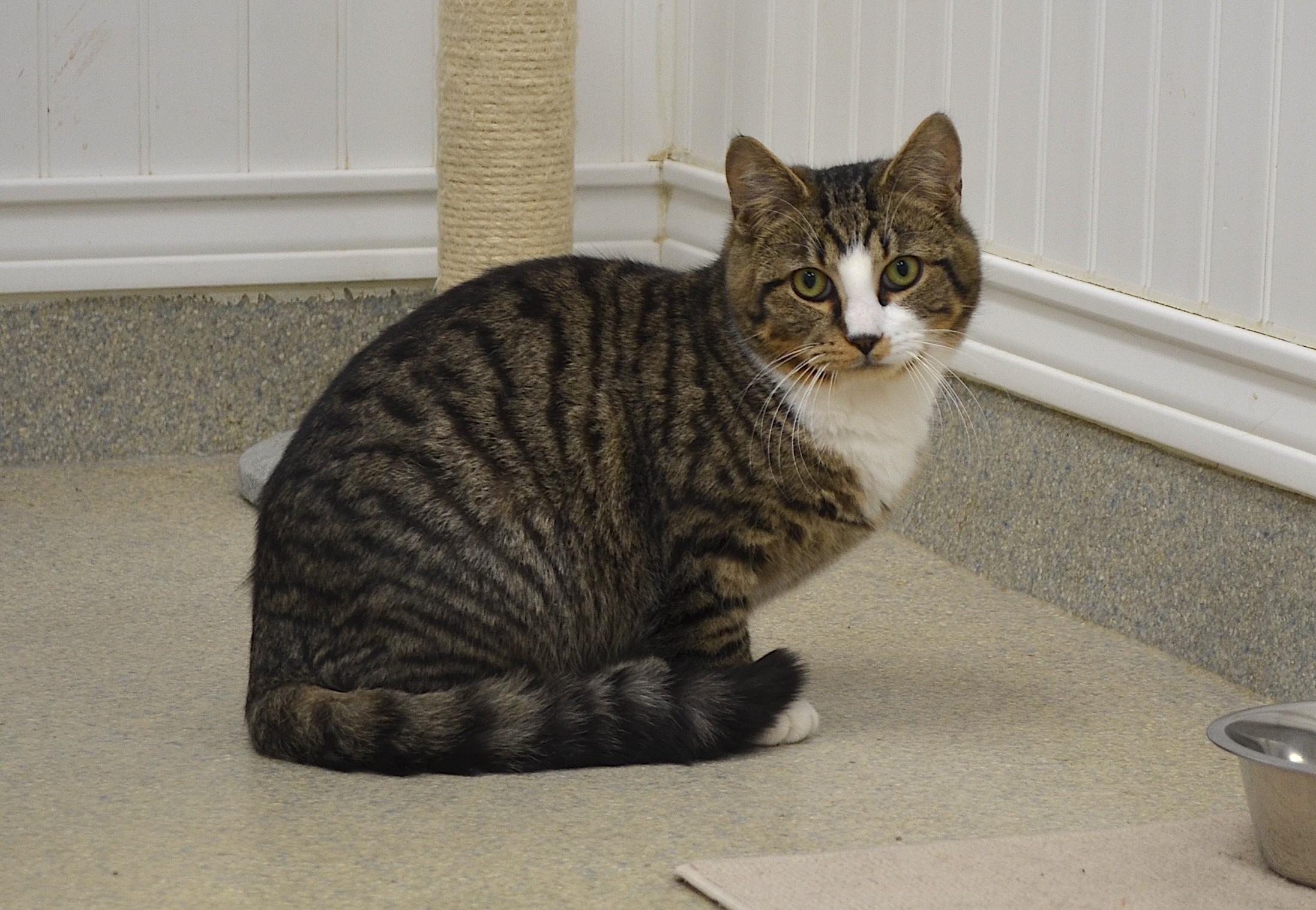 Kittens!!!!, a ADOPTABLE Domestic Long Hair in Westbrook, CT image 6/6