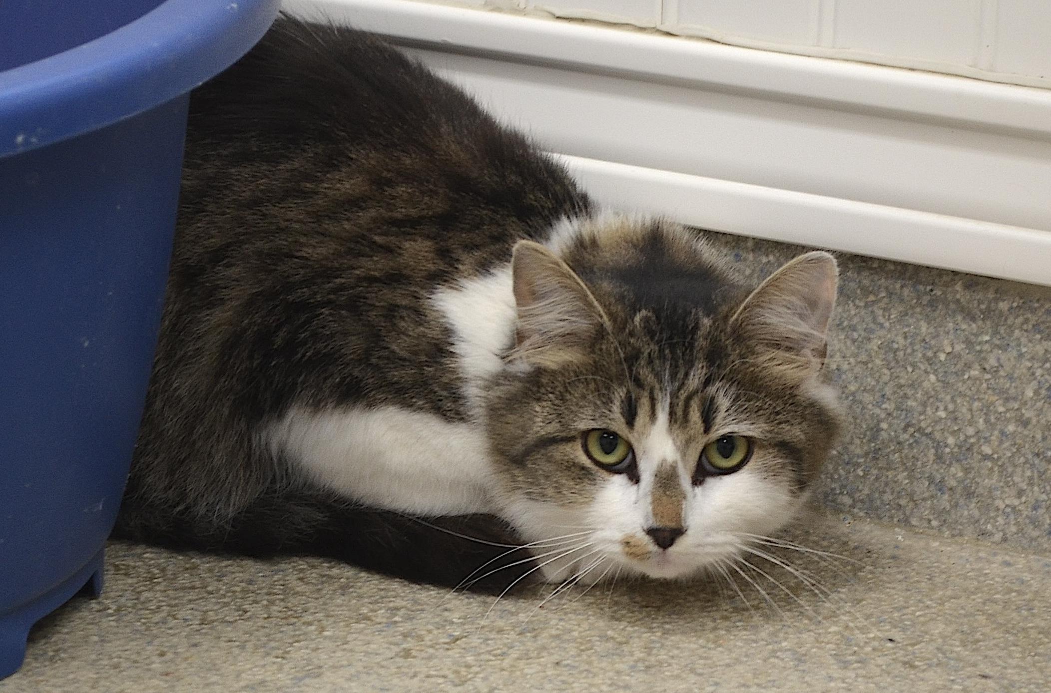 Kittens!!!!, a ADOPTABLE Domestic Long Hair in Westbrook, CT image 4/6