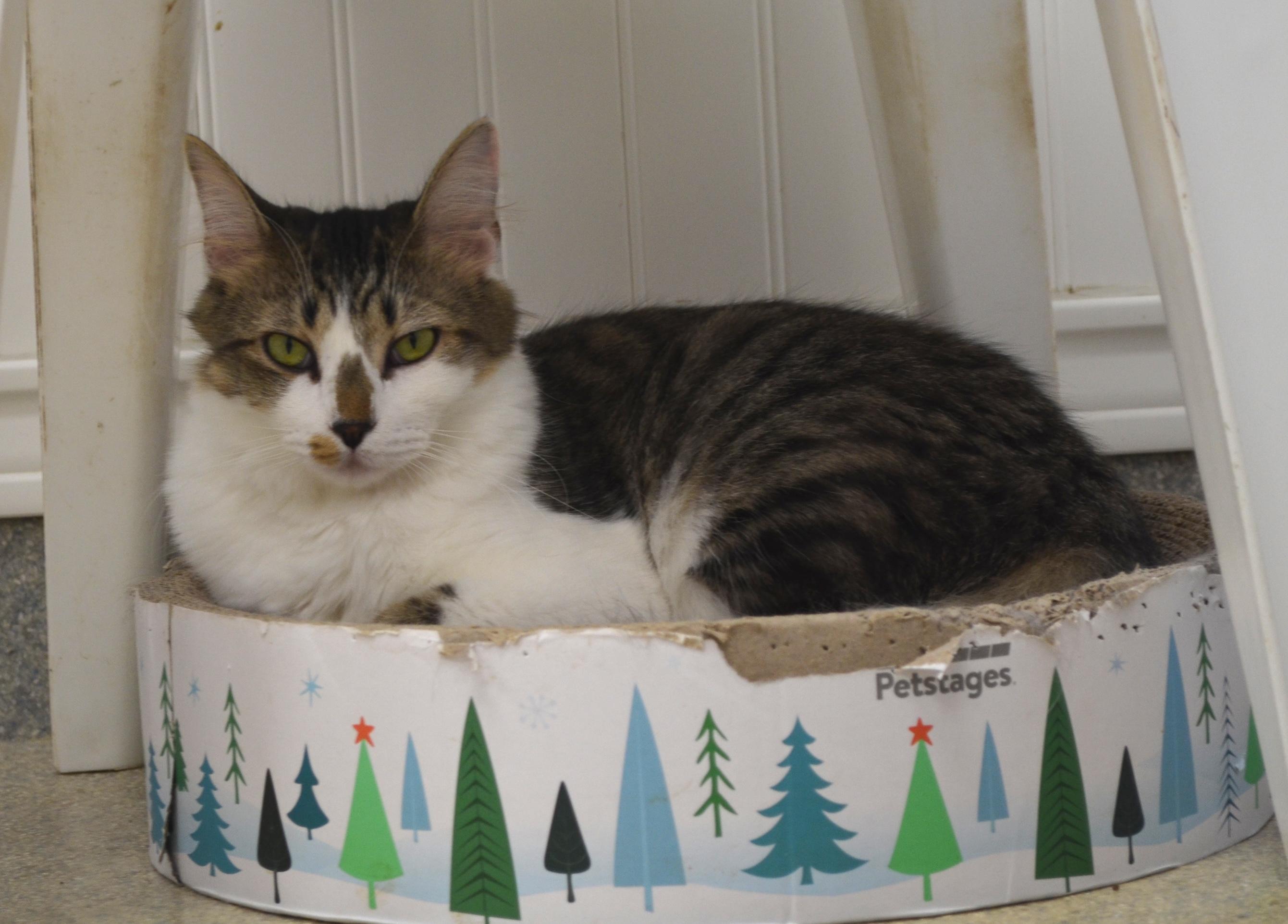 Misty, ADOPTABLE, Young Female Domestic Long Hair.