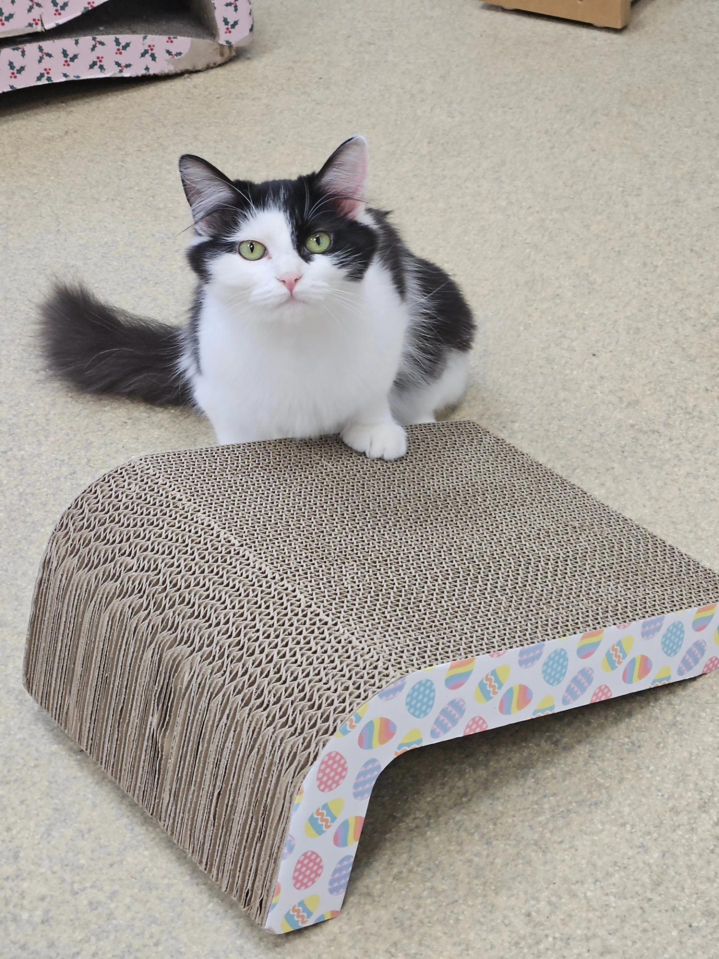 Kittens!!!!, a ADOPTABLE Domestic Long Hair in Westbrook, CT image 3/6