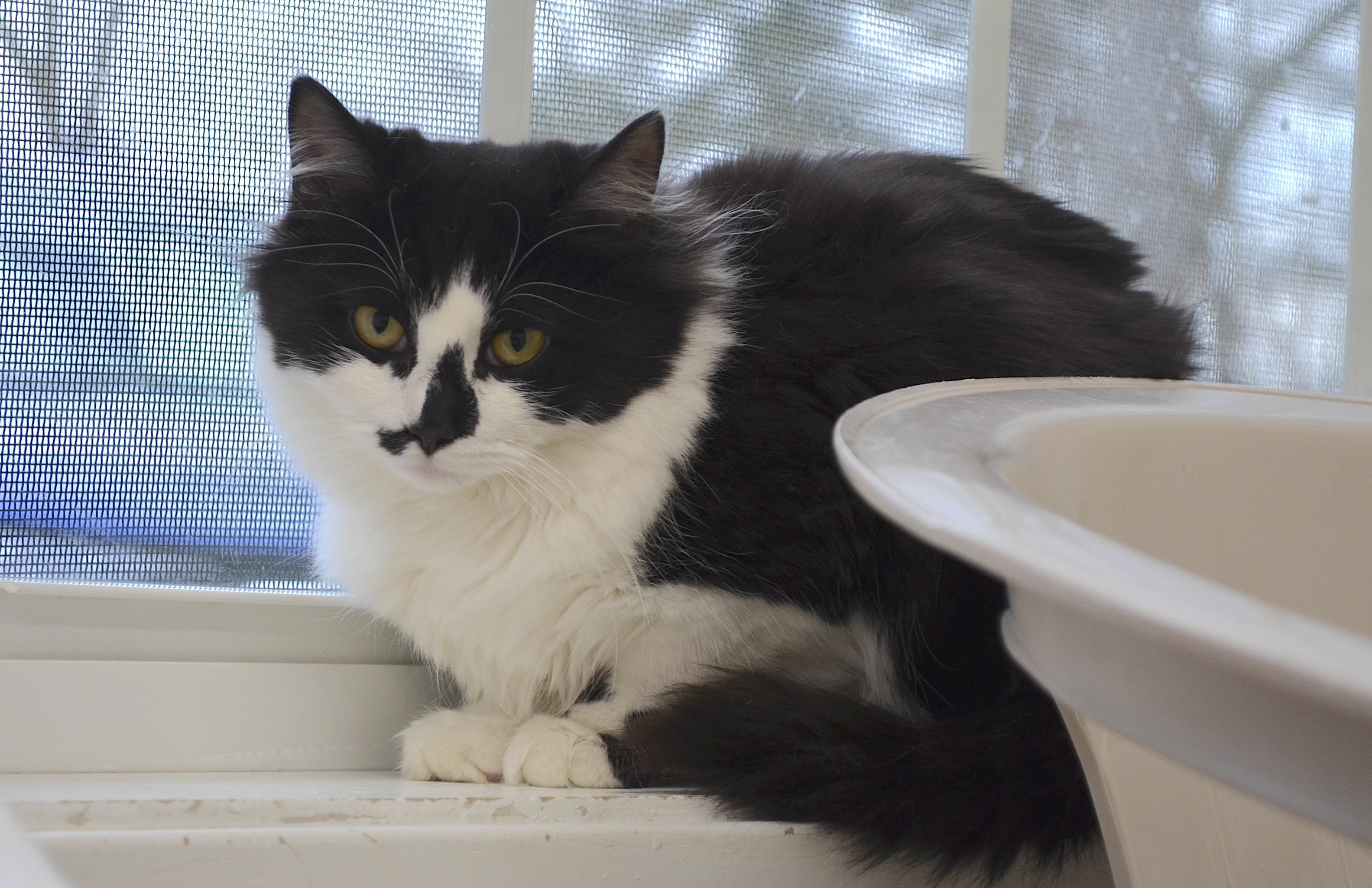 Kittens!!!!, a ADOPTABLE Domestic Long Hair in Westbrook, CT image 5/6