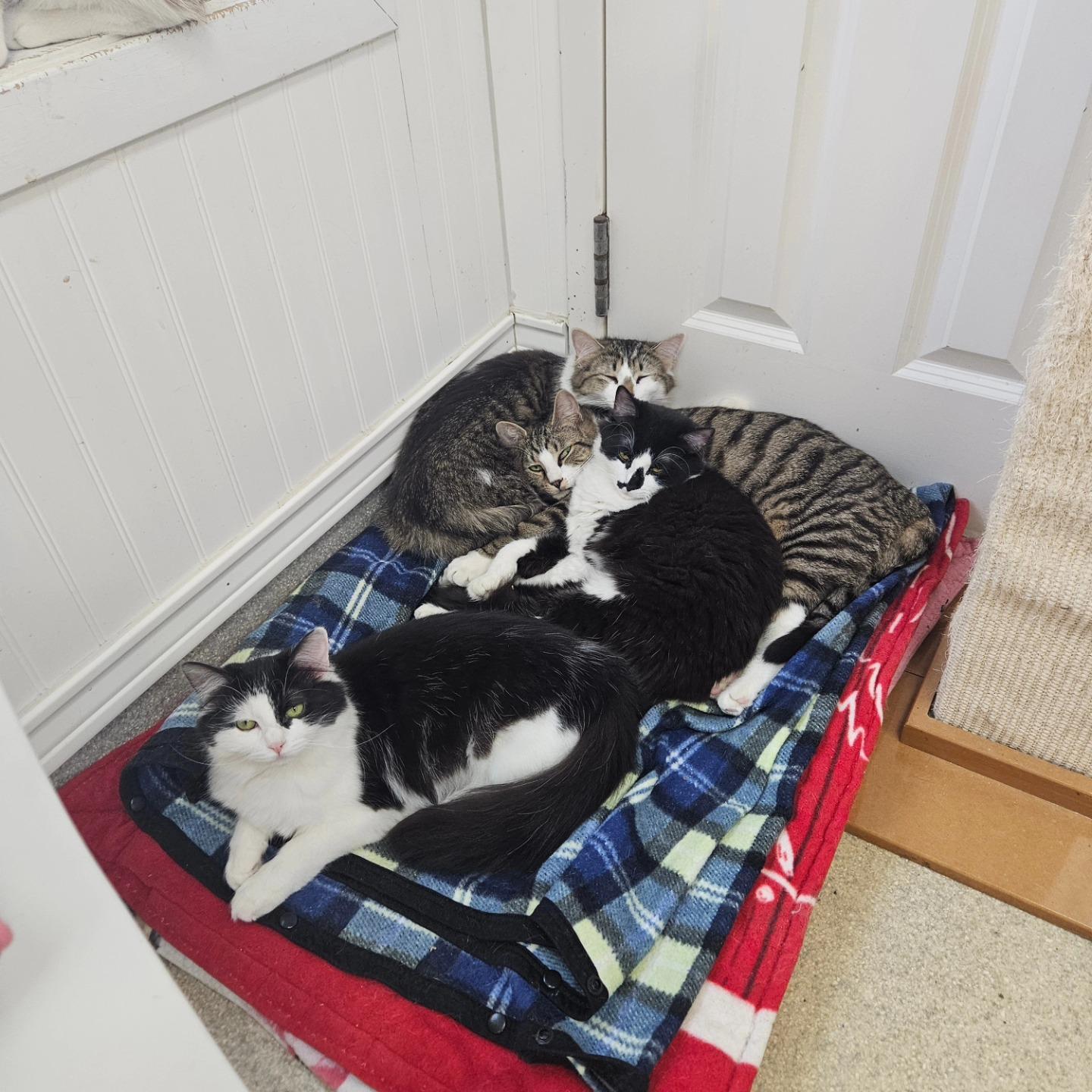 Kittens!!!!, a ADOPTABLE Domestic Long Hair in Westbrook, CT image 1/6