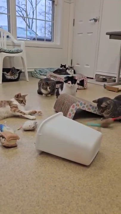 Enlarge Kittens!!!!, a ADOPTABLE Domestic Long Hair in Westbrook, CT video 2/6